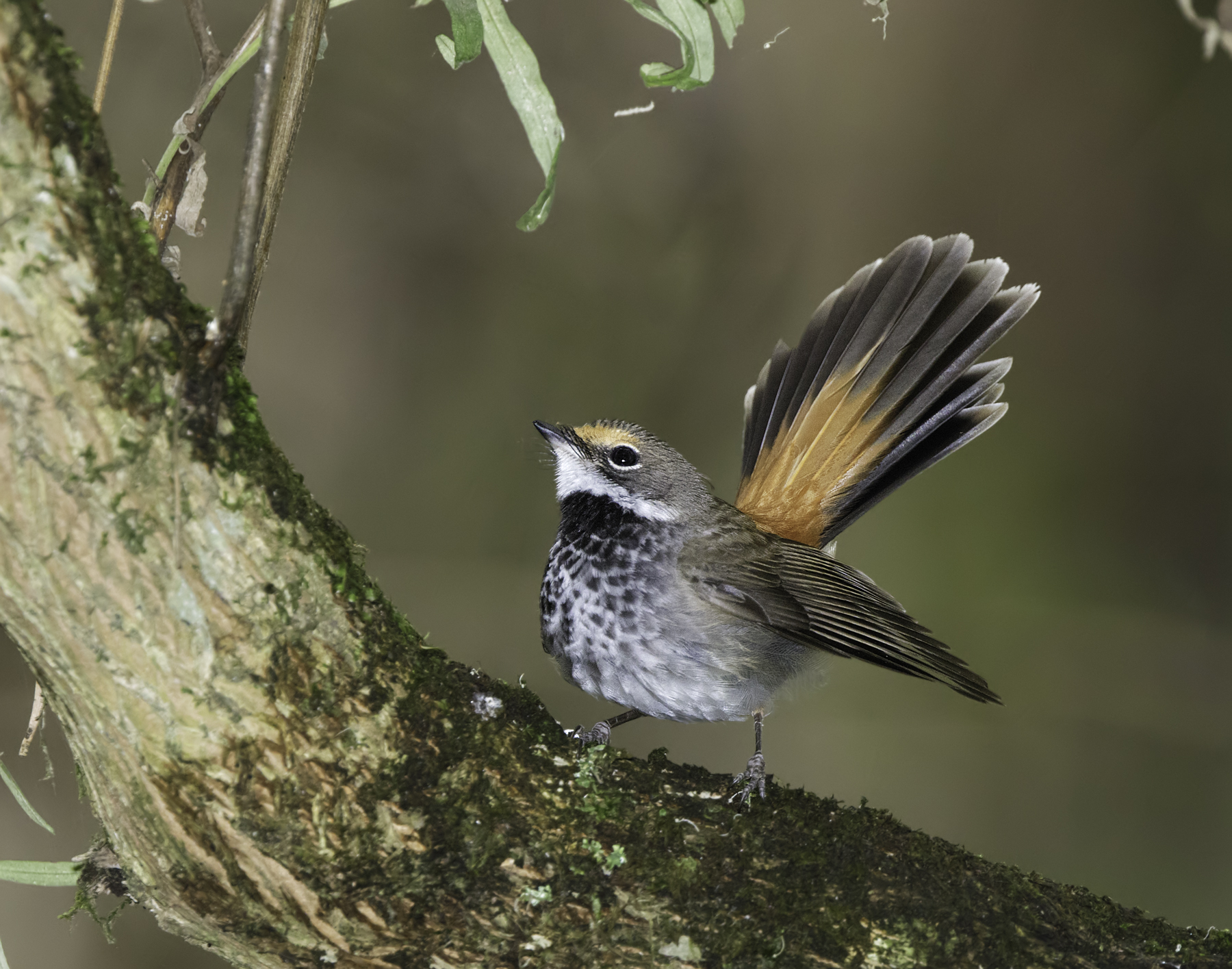 Rufous Fantail (Image ID 45008)