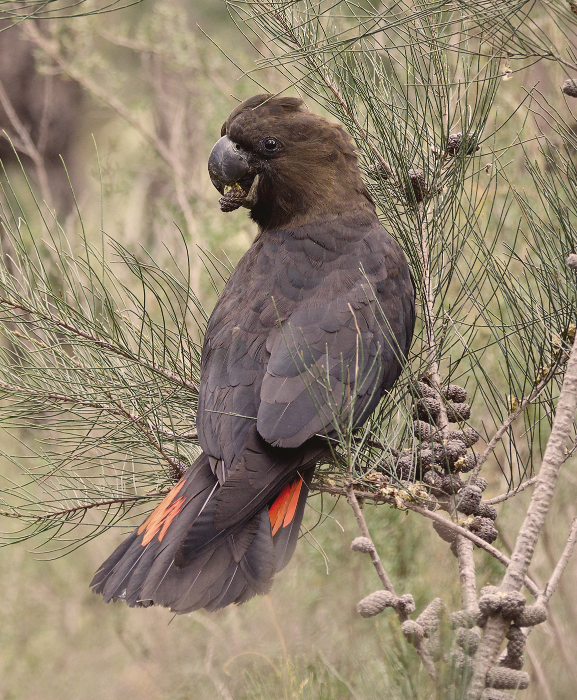 Glossy Black-Cockatoo (Image ID 44616)