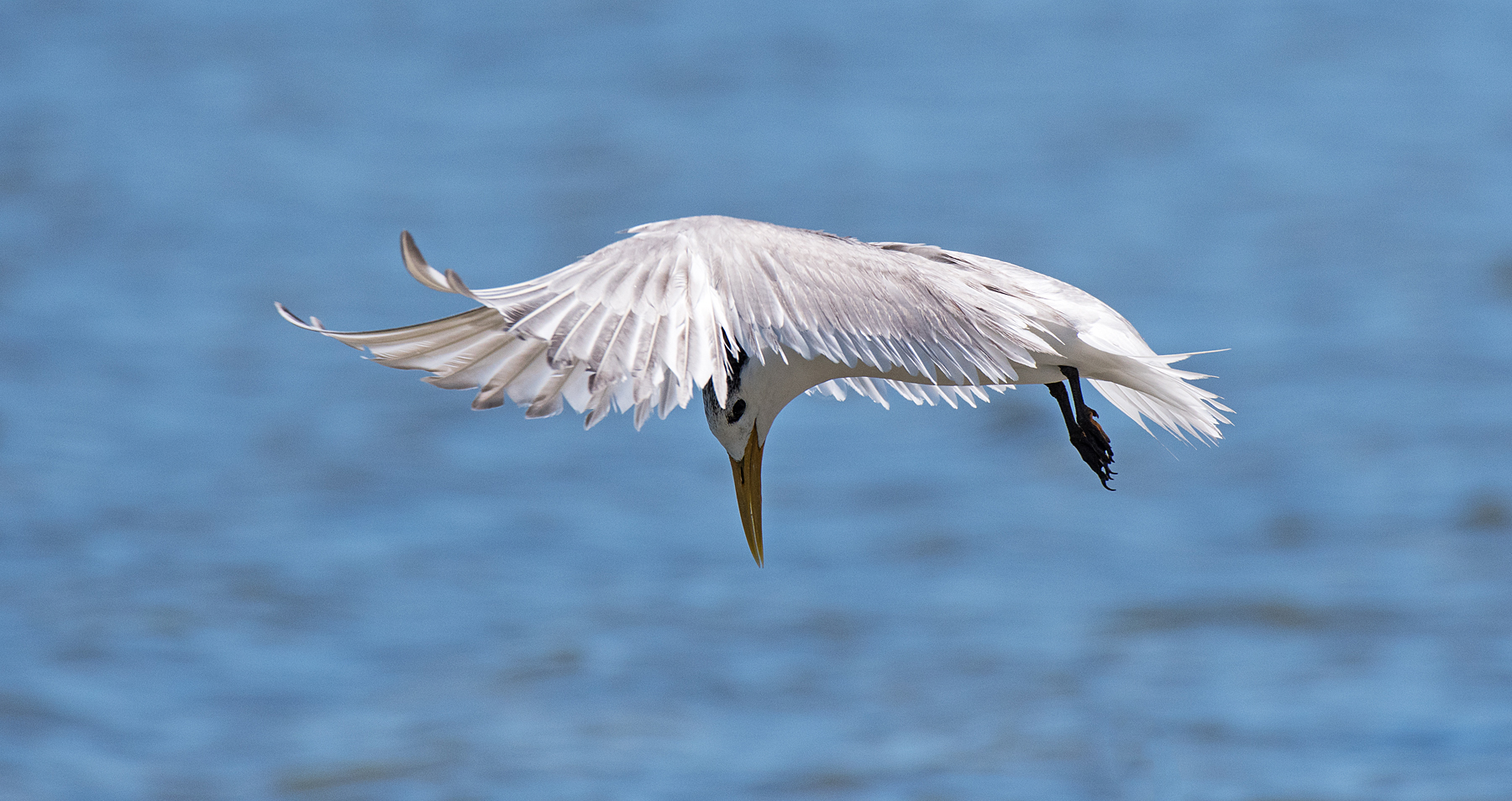 Greater Crested Tern (Image ID 44709)