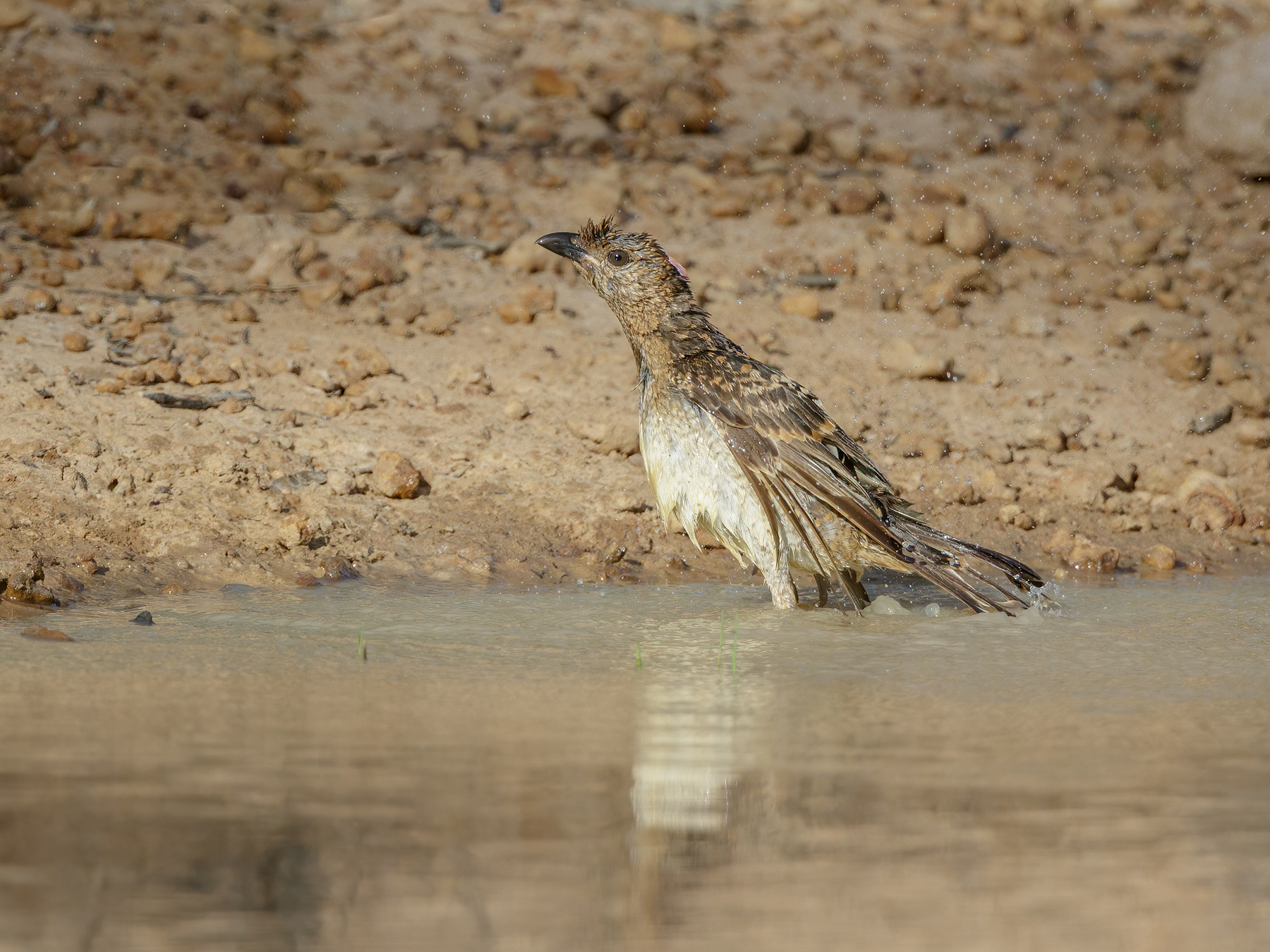 Spotted Bowerbird (Image ID 45015)