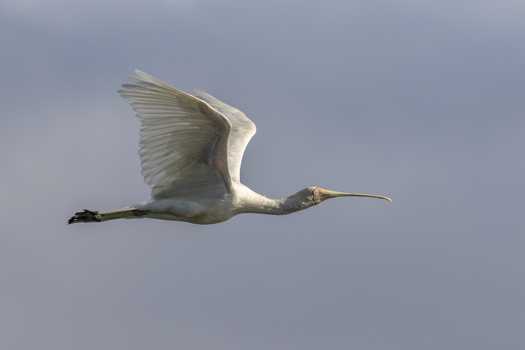 Yellow-billed Spoonbill (Image ID 44589)