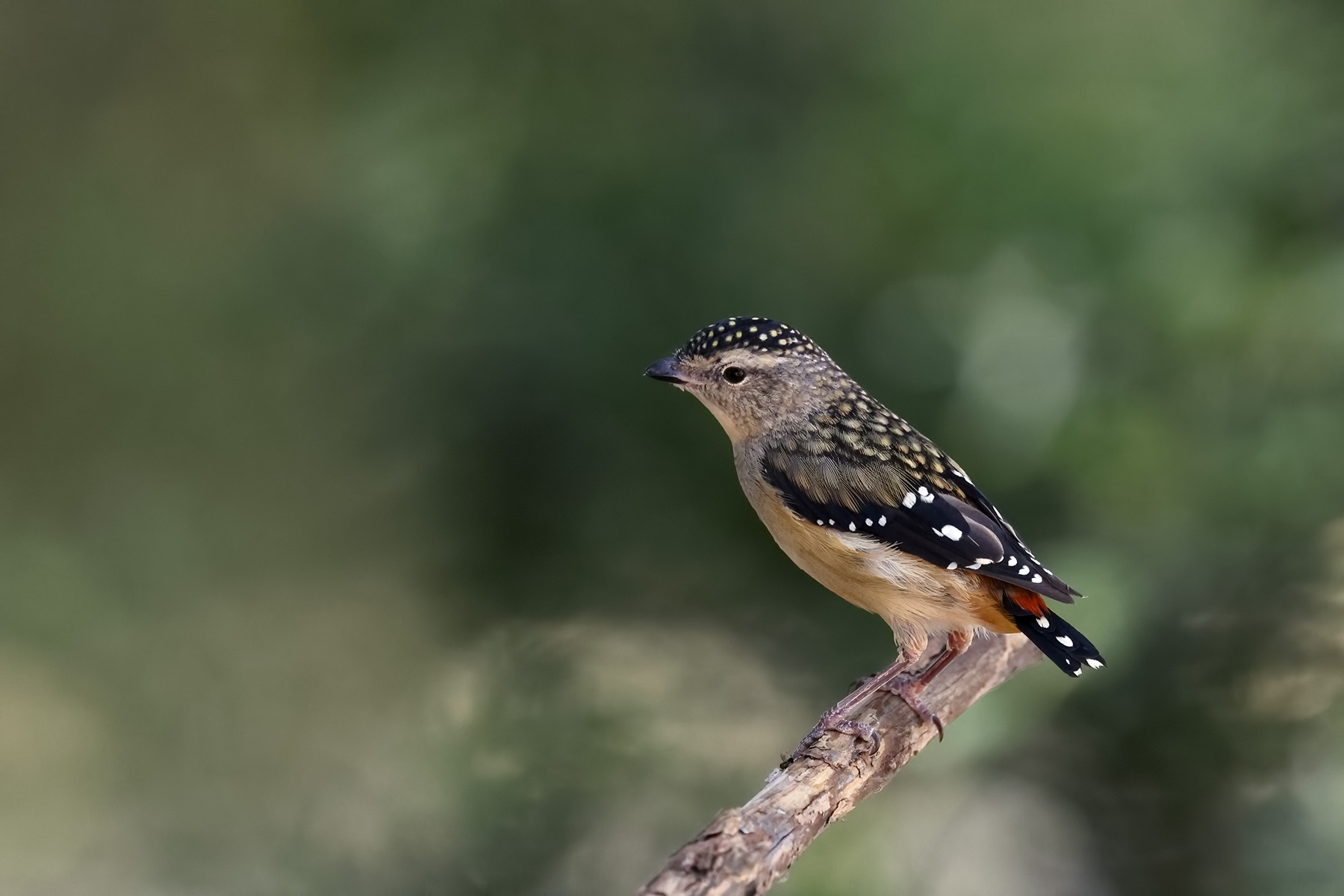 Spotted Pardalote (Image ID 44772)