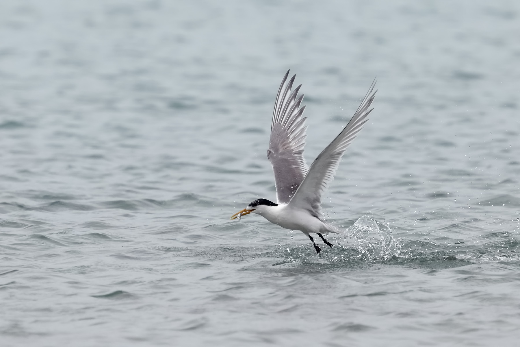 Greater Crested Tern (Image ID 44680)