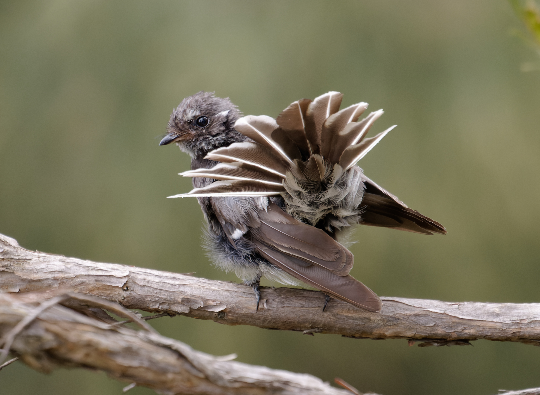Grey Fantail (Image ID 44617)