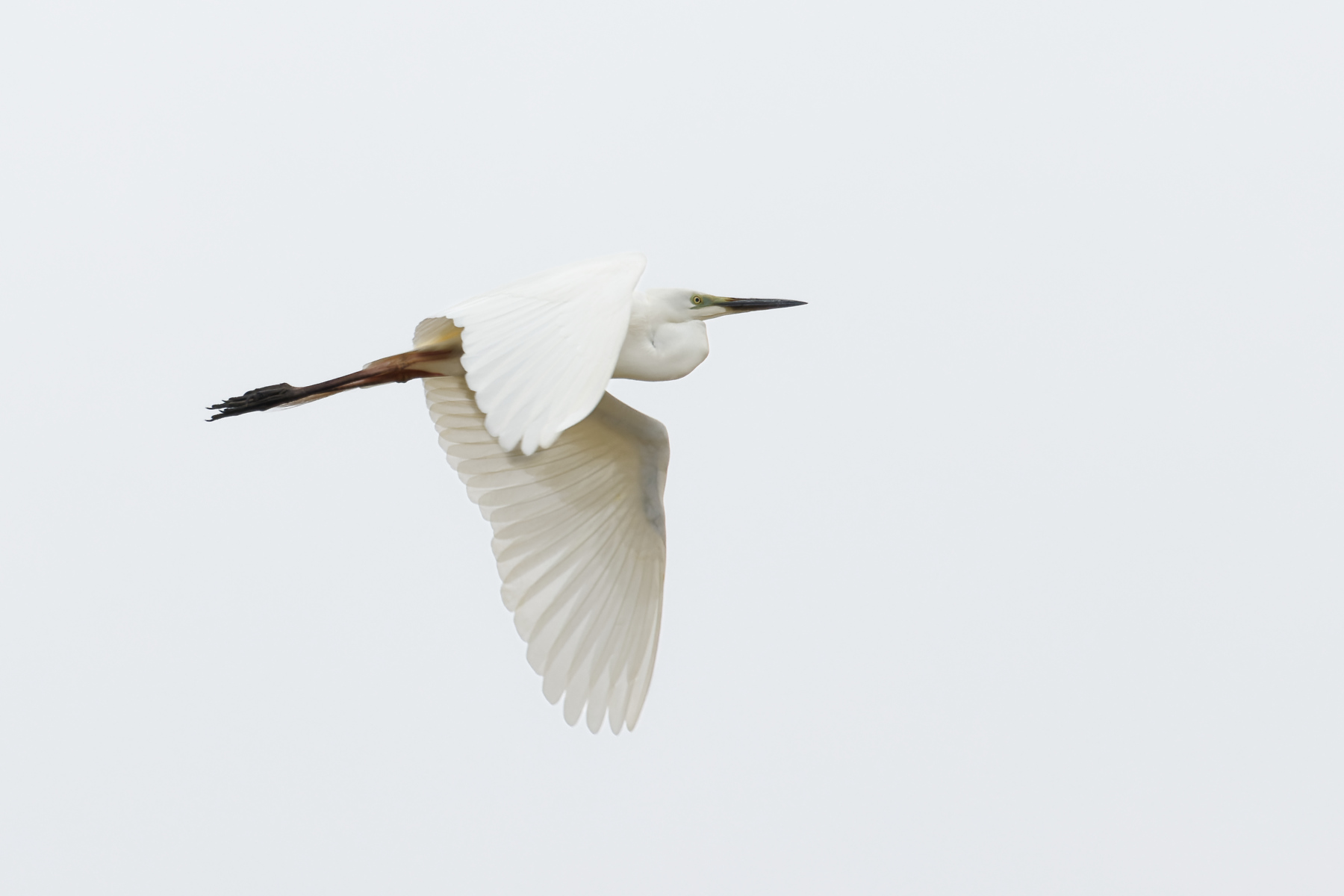 Great Egret (Image ID 44555)