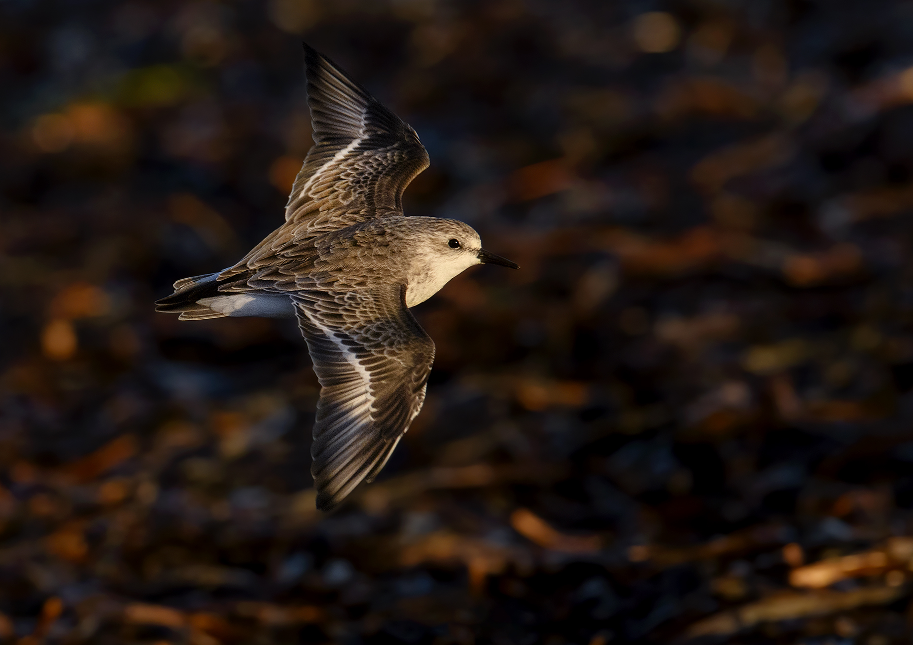 Red-necked Stint (Image ID 45033)