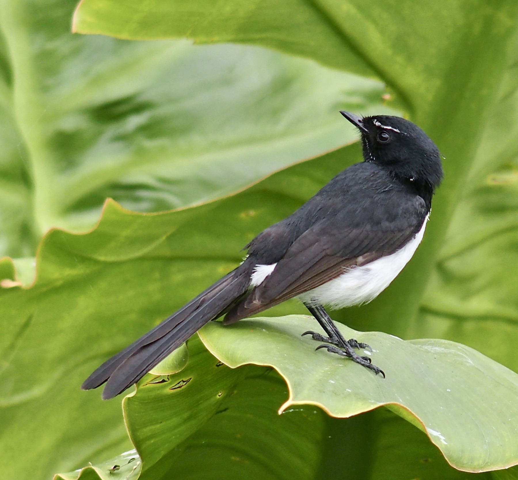 Willie Wagtail (Image ID 44896)