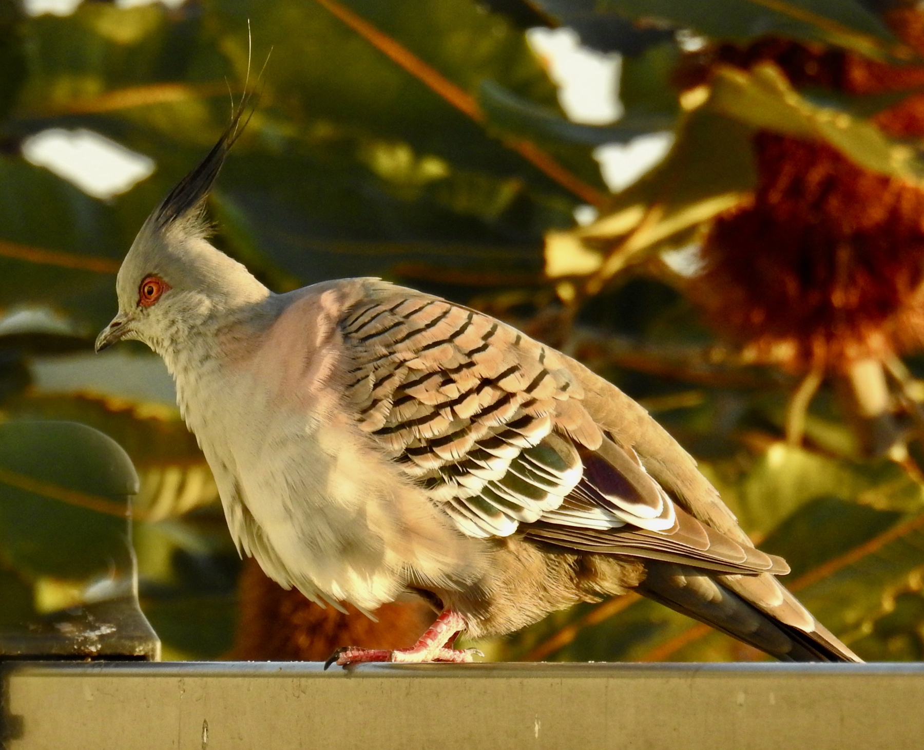 Crested Pigeon (Image ID 44852)