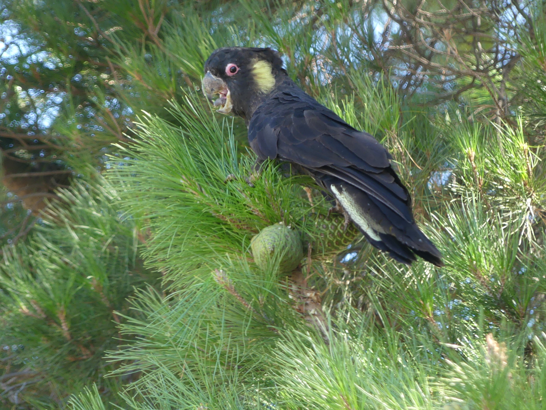 Yellow-tailed Black-Cockatoo (Image ID 44833)