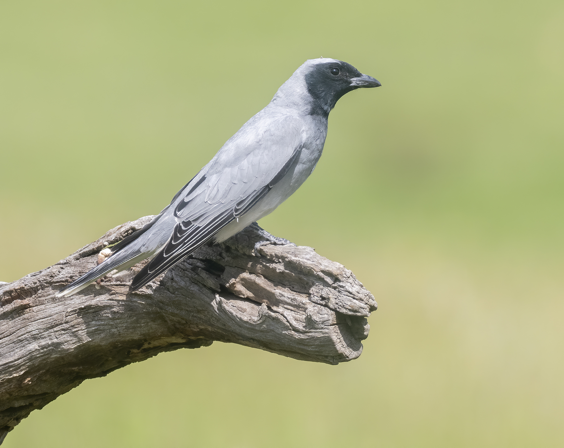 Black-faced Cuckoo-shrike (Image ID 44682)
