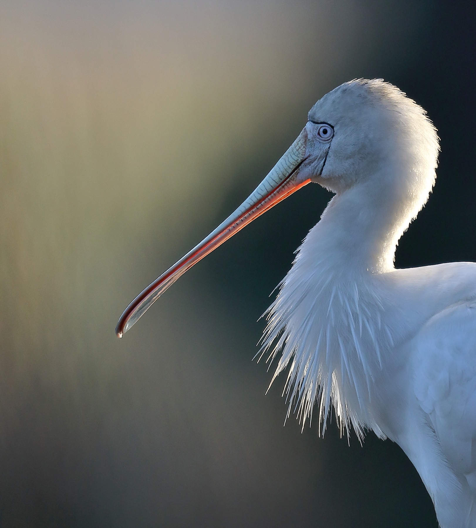 Yellow-billed Spoonbill (Image ID 44786)