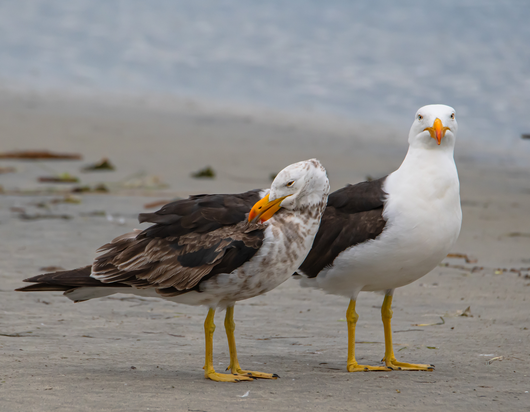 Pacific Gull (Image ID 44582)