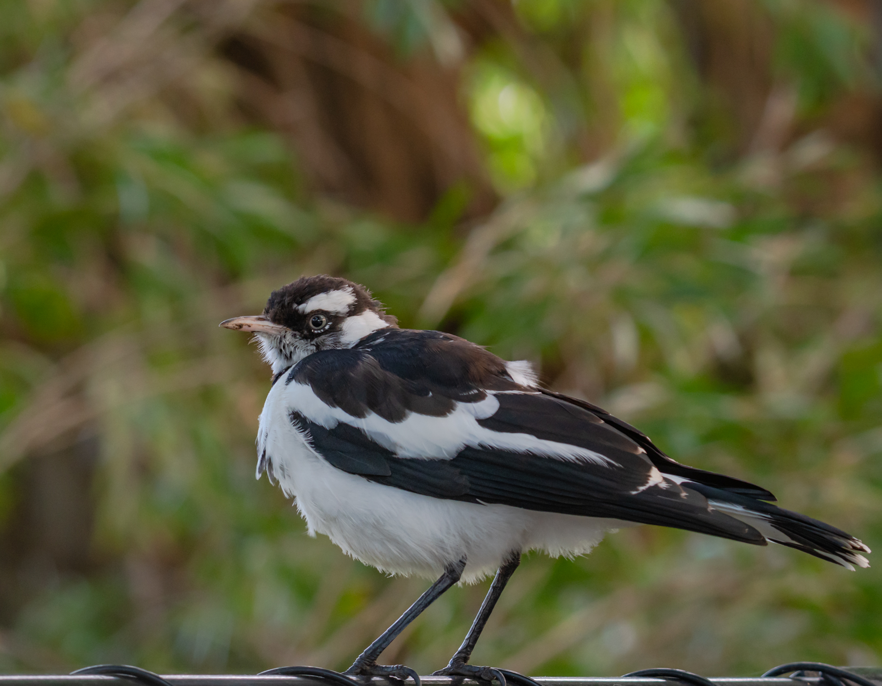 Magpie-lark (Image ID 45001)