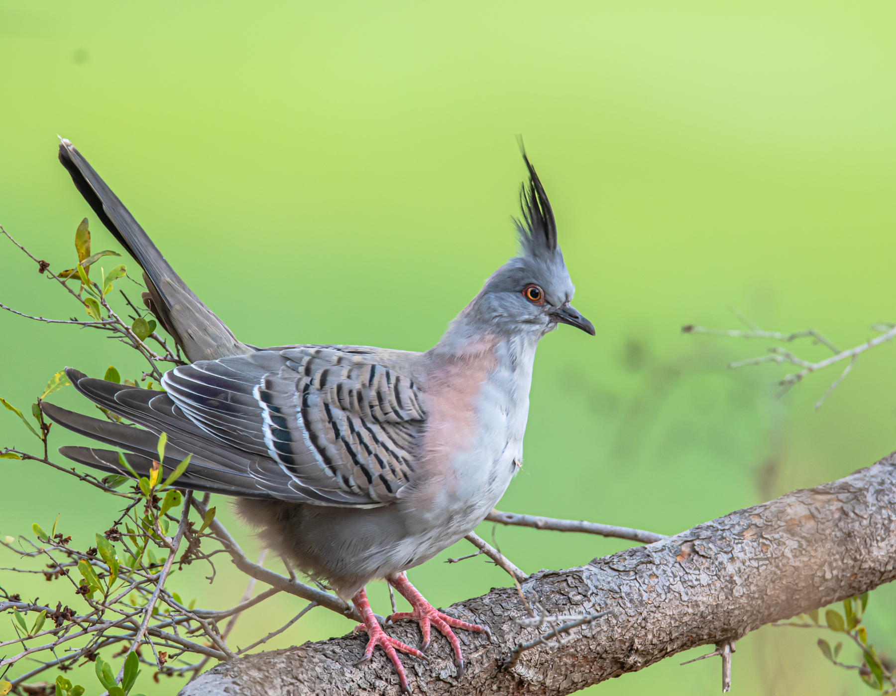 Crested Pigeon (Image ID 44629)