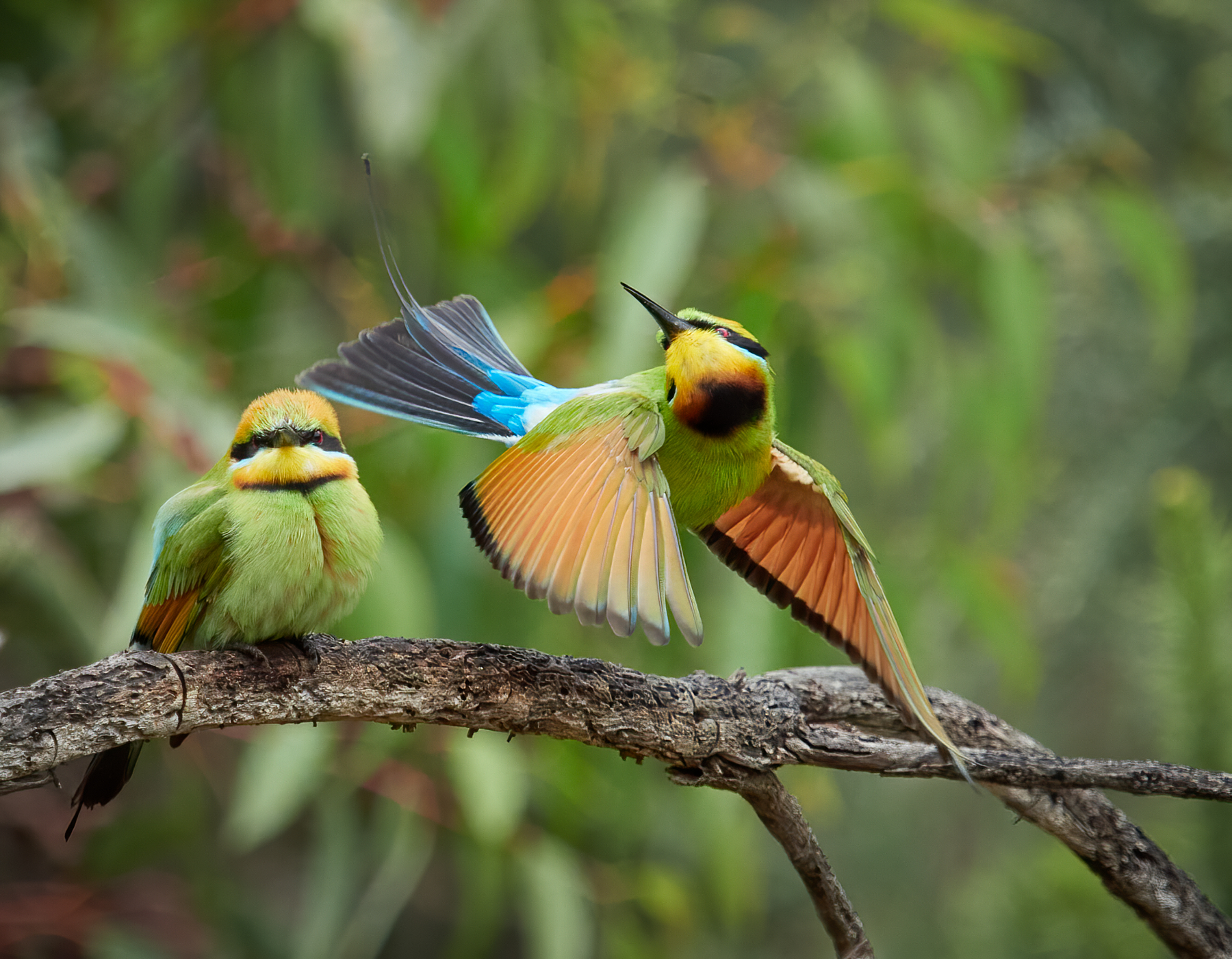 Rainbow Bee-eater (Image ID 44818)