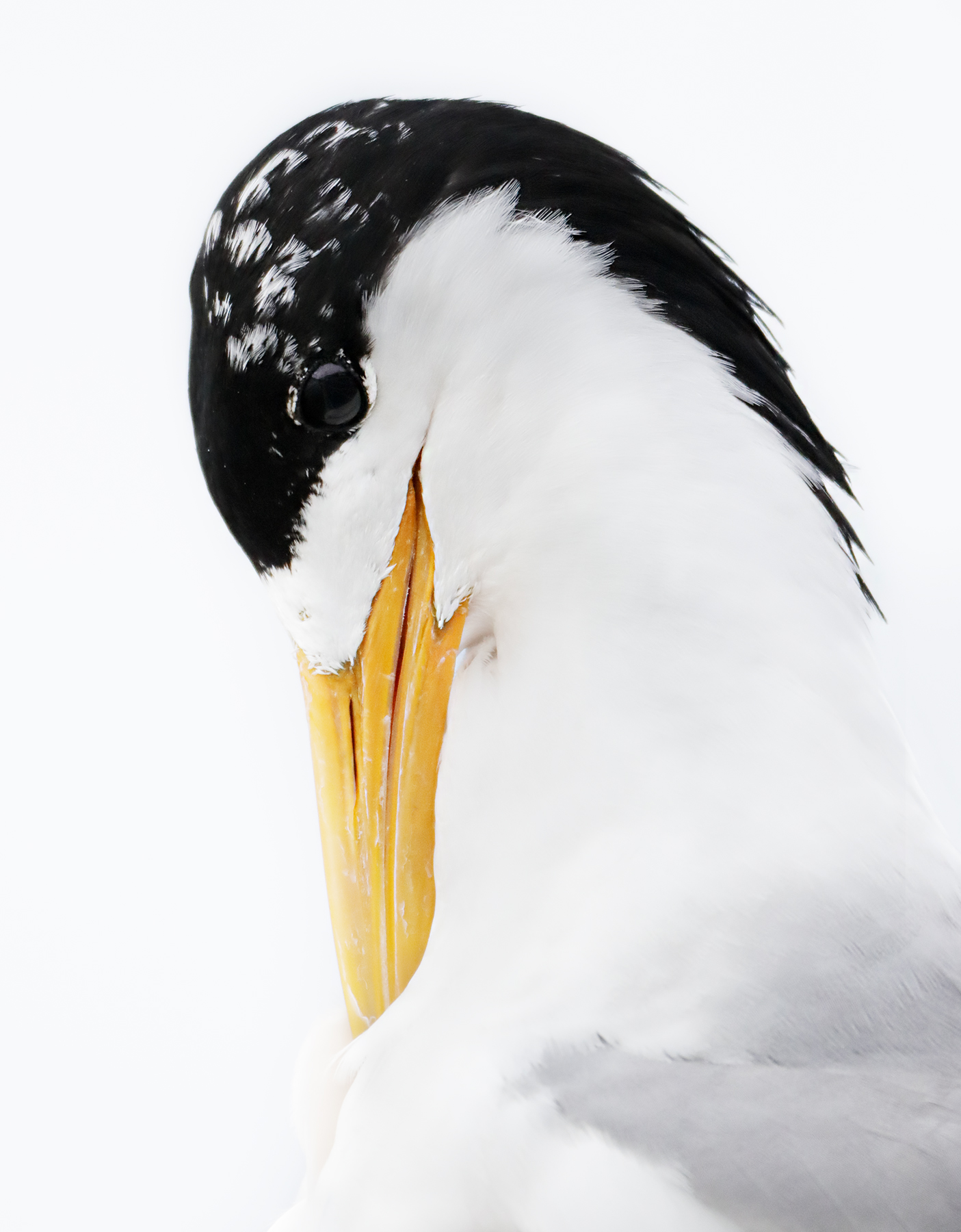 Greater Crested Tern (Image ID 44554)