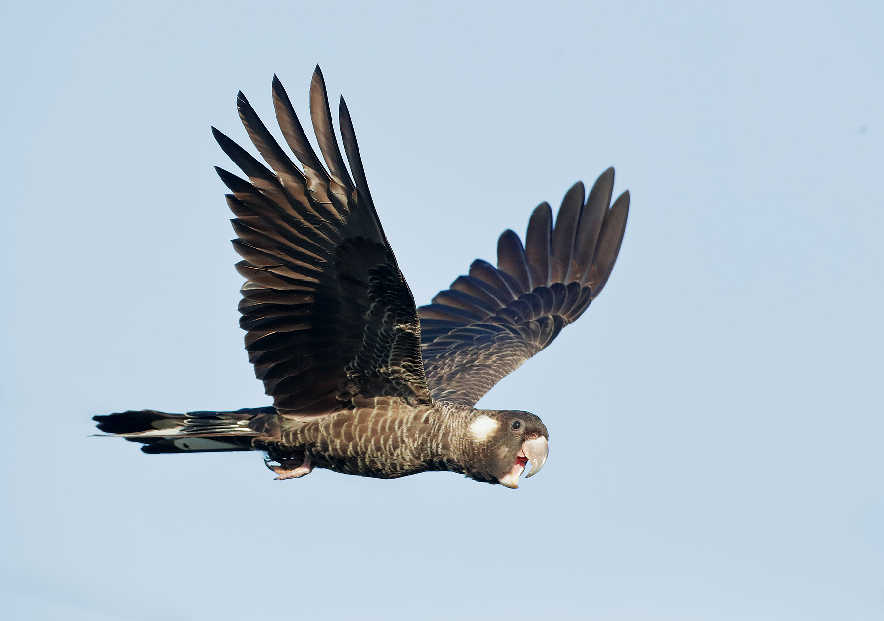 Baudin's Black-Cockatoo (Image ID 44935)