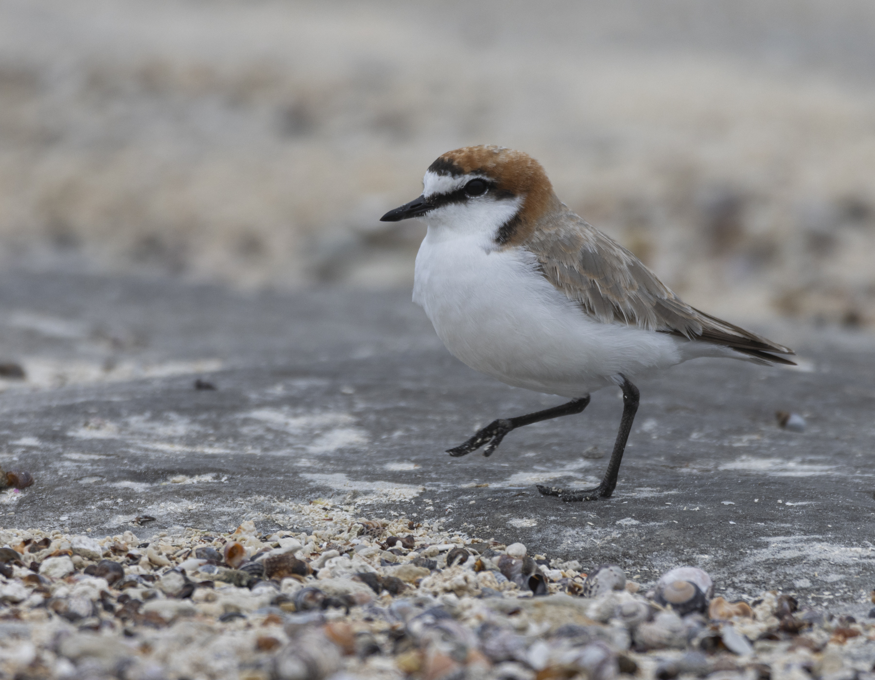 Red-capped Plover (Image ID 44691)