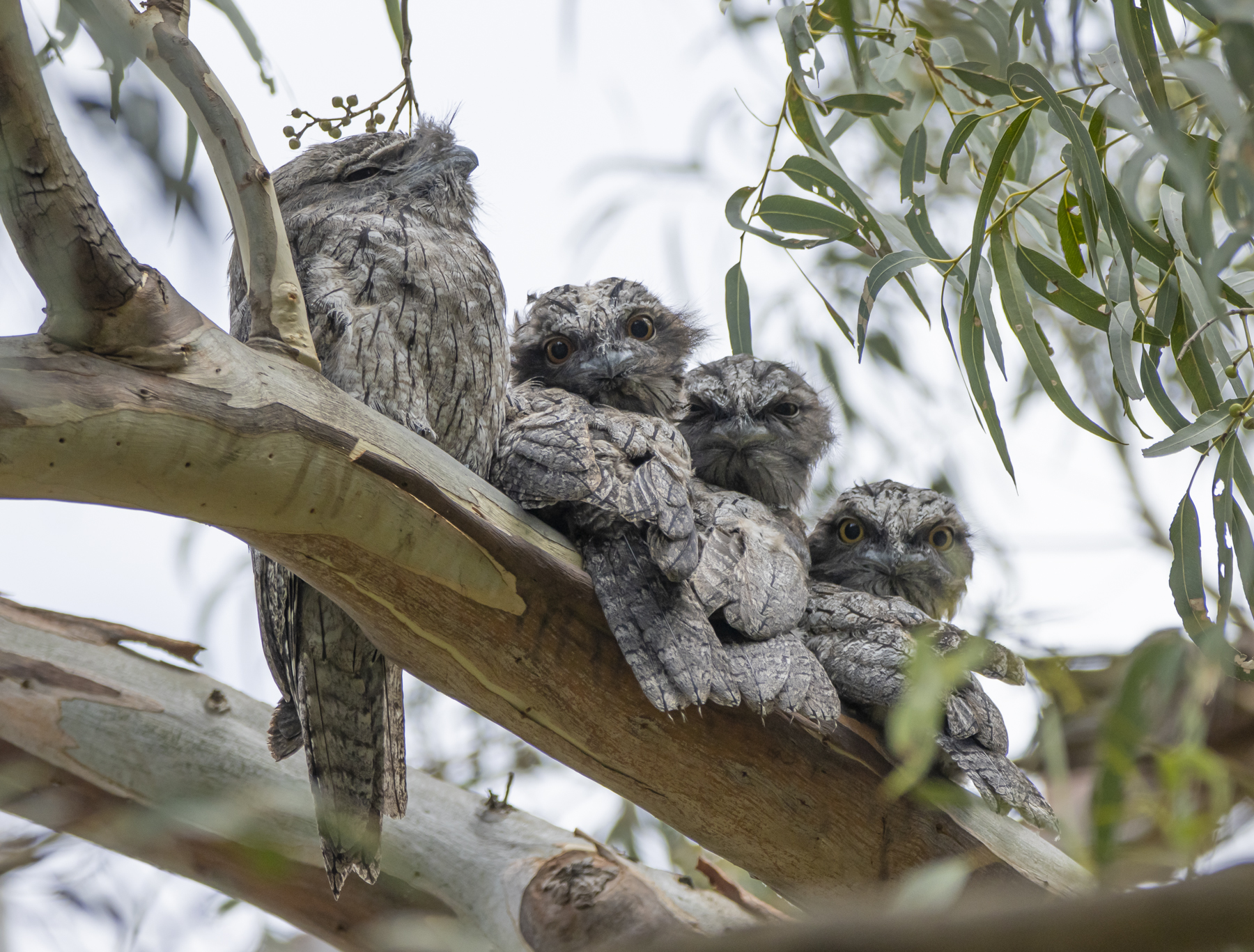 Tawny Frogmouth (Image ID 44829)