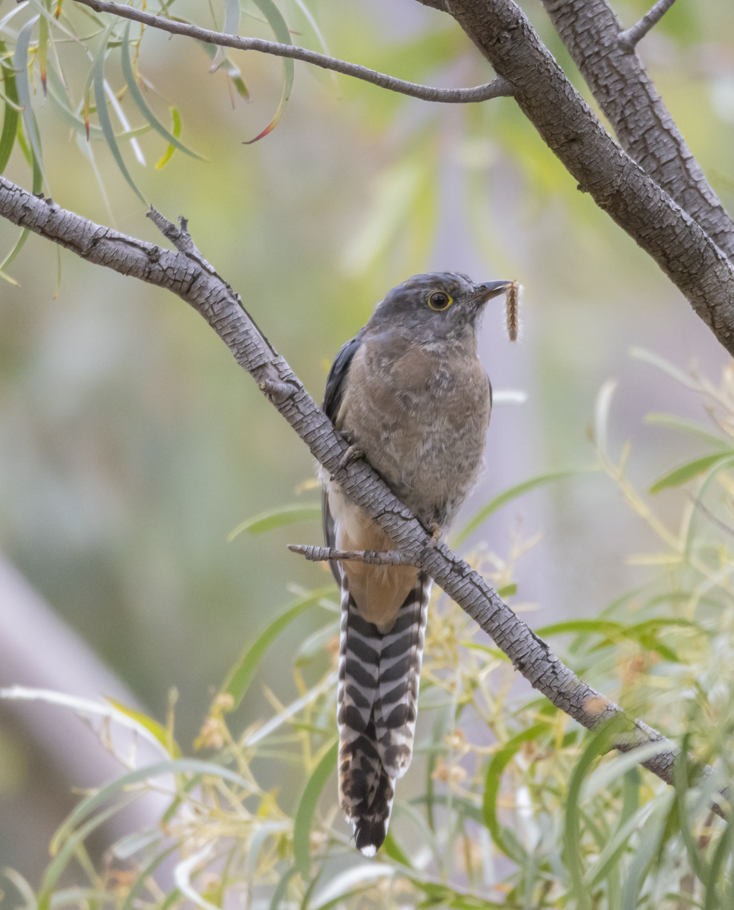 Fan-tailed Cuckoo (Image ID 45018)