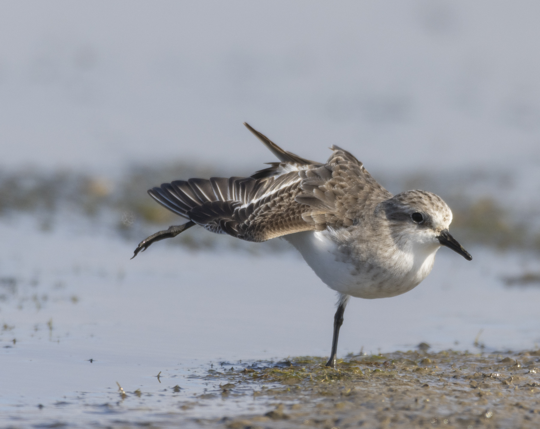 Red-necked Stint (Image ID 44783)