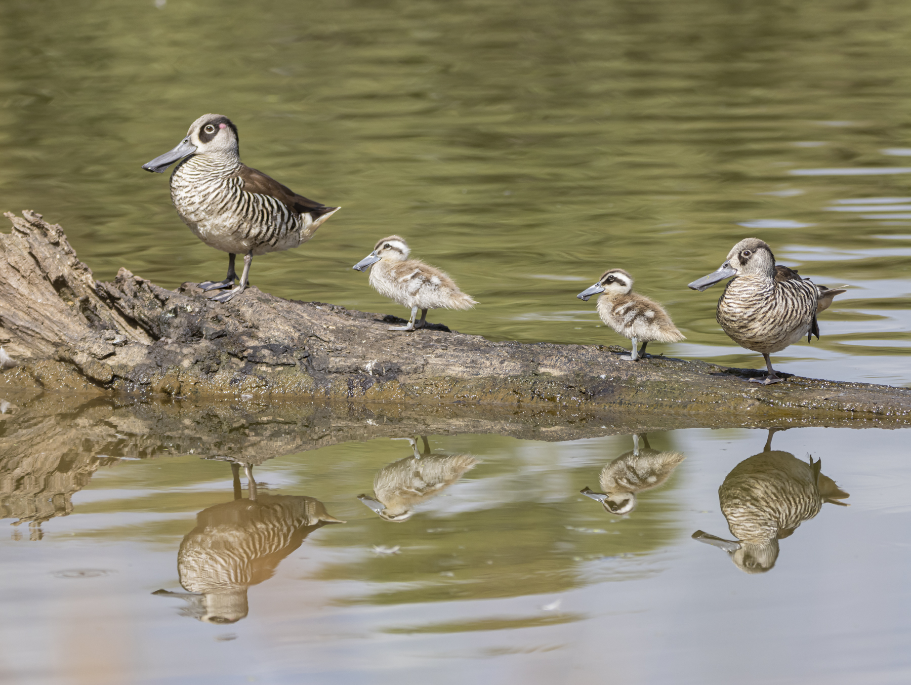 Pink-eared Duck (Image ID 44977)