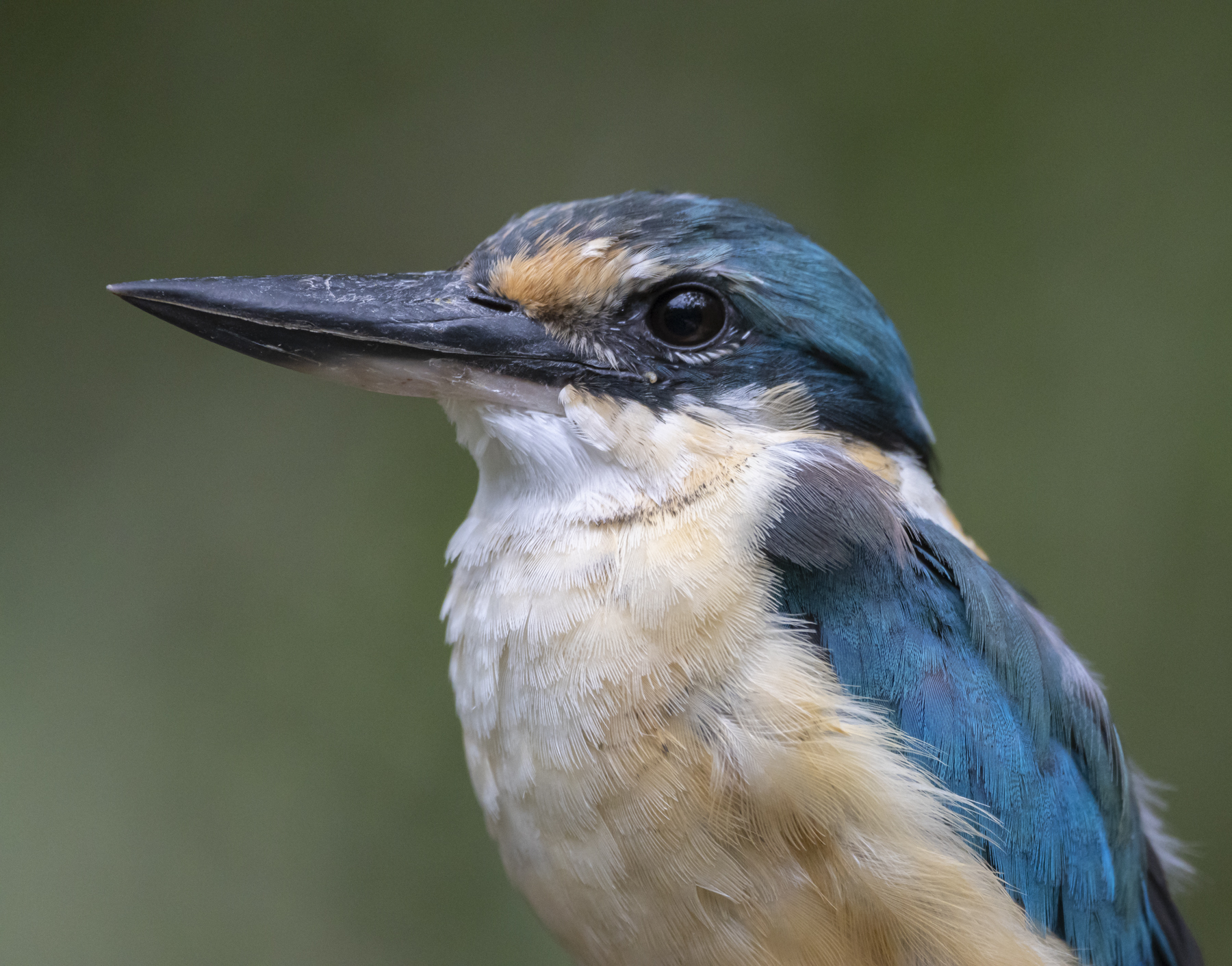 Sacred Kingfisher (Image ID 44976)