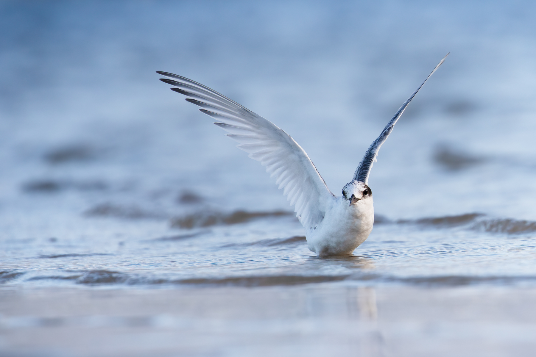 Fairy Tern (Image ID 44602)