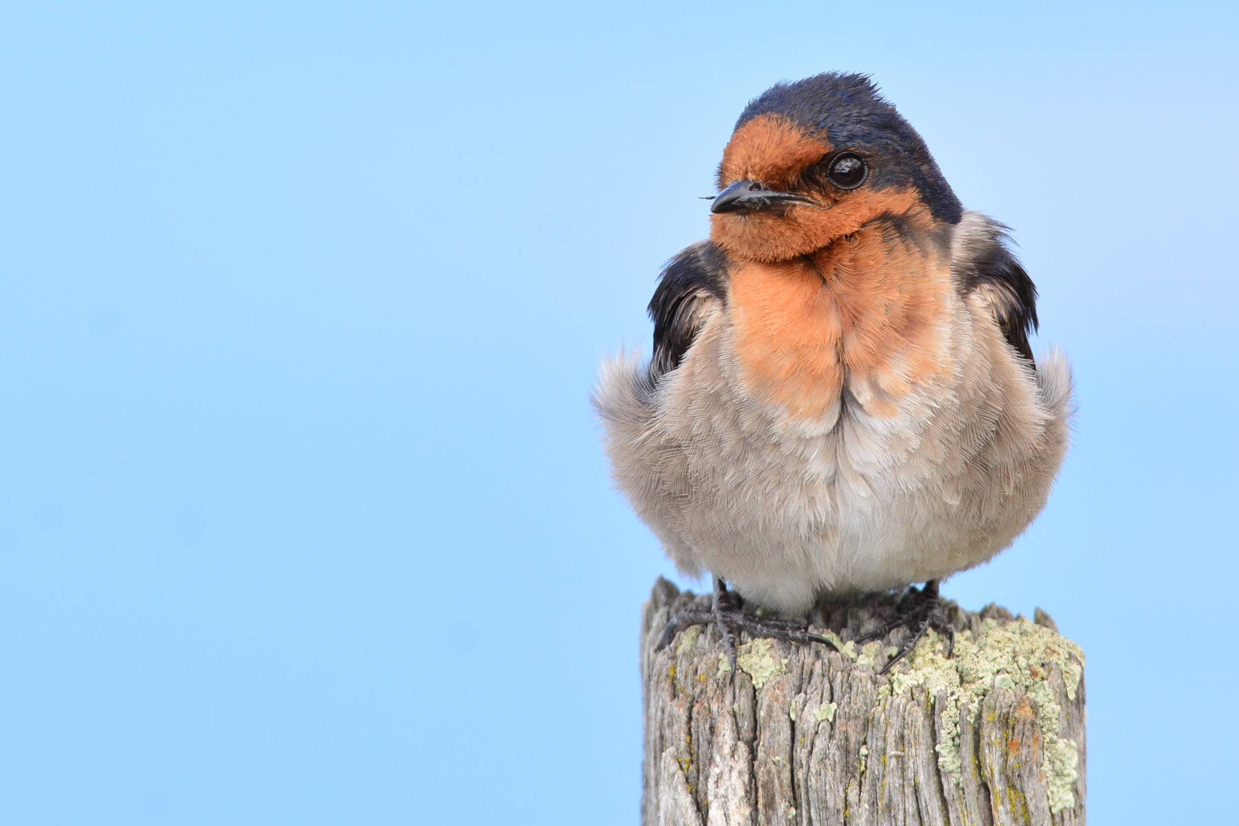 Welcome Swallow (Image ID 45004)