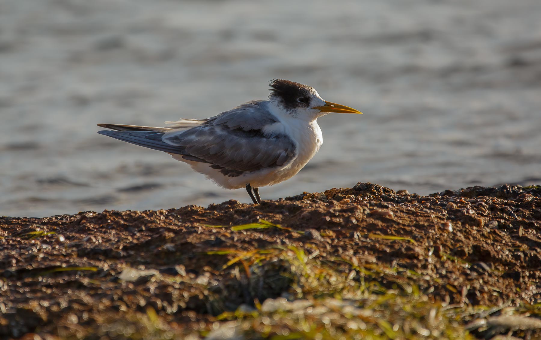 Greater Crested Tern (Image ID 44851)