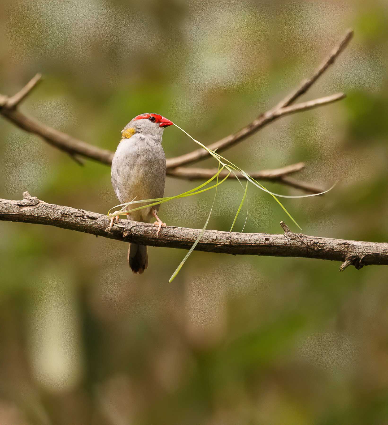 Red-browed Finch (Image ID 45025)