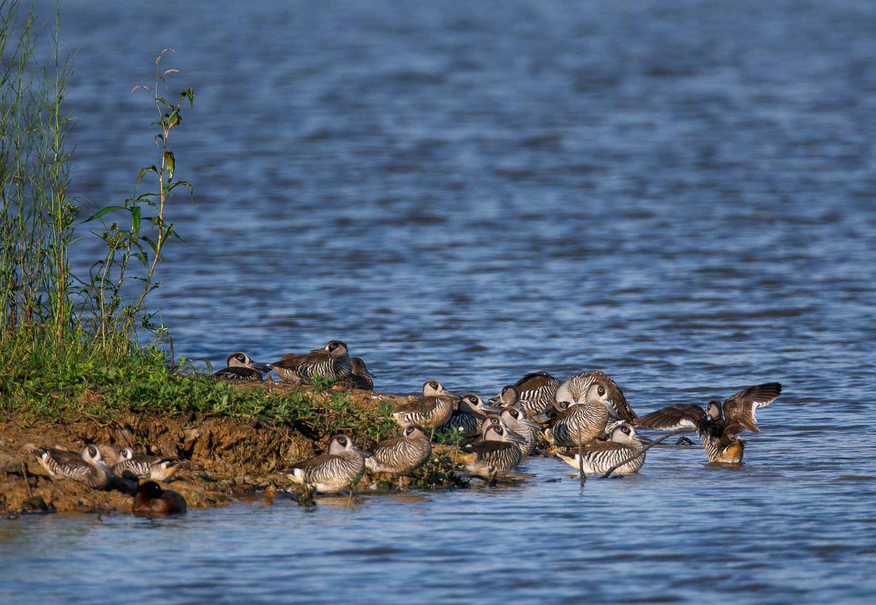 Pink-eared Duck (Image ID 44545)