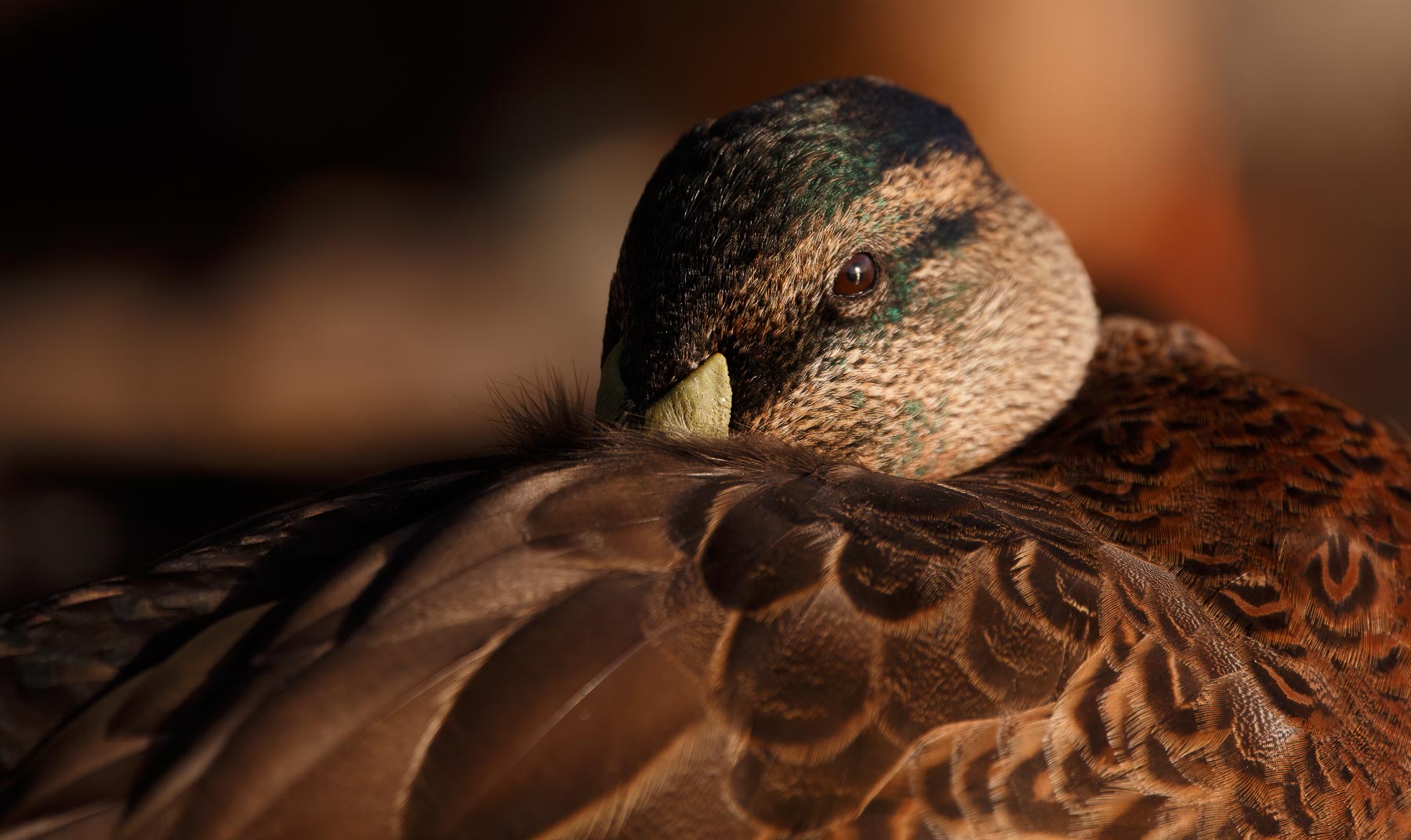 Mallard, Pacific Black Duck (Image ID 44849)