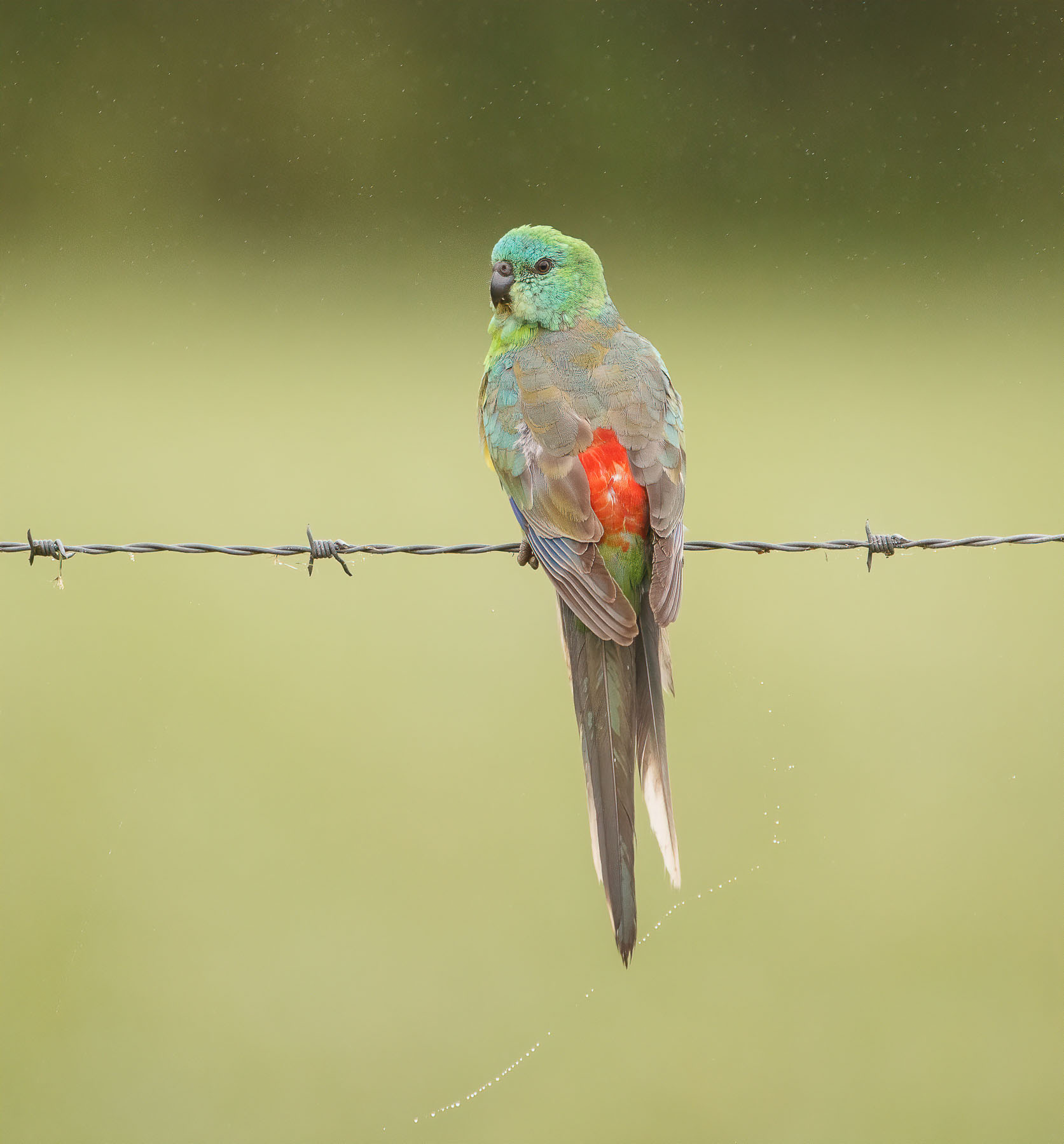 Red-rumped Parrot (Image ID 45024)