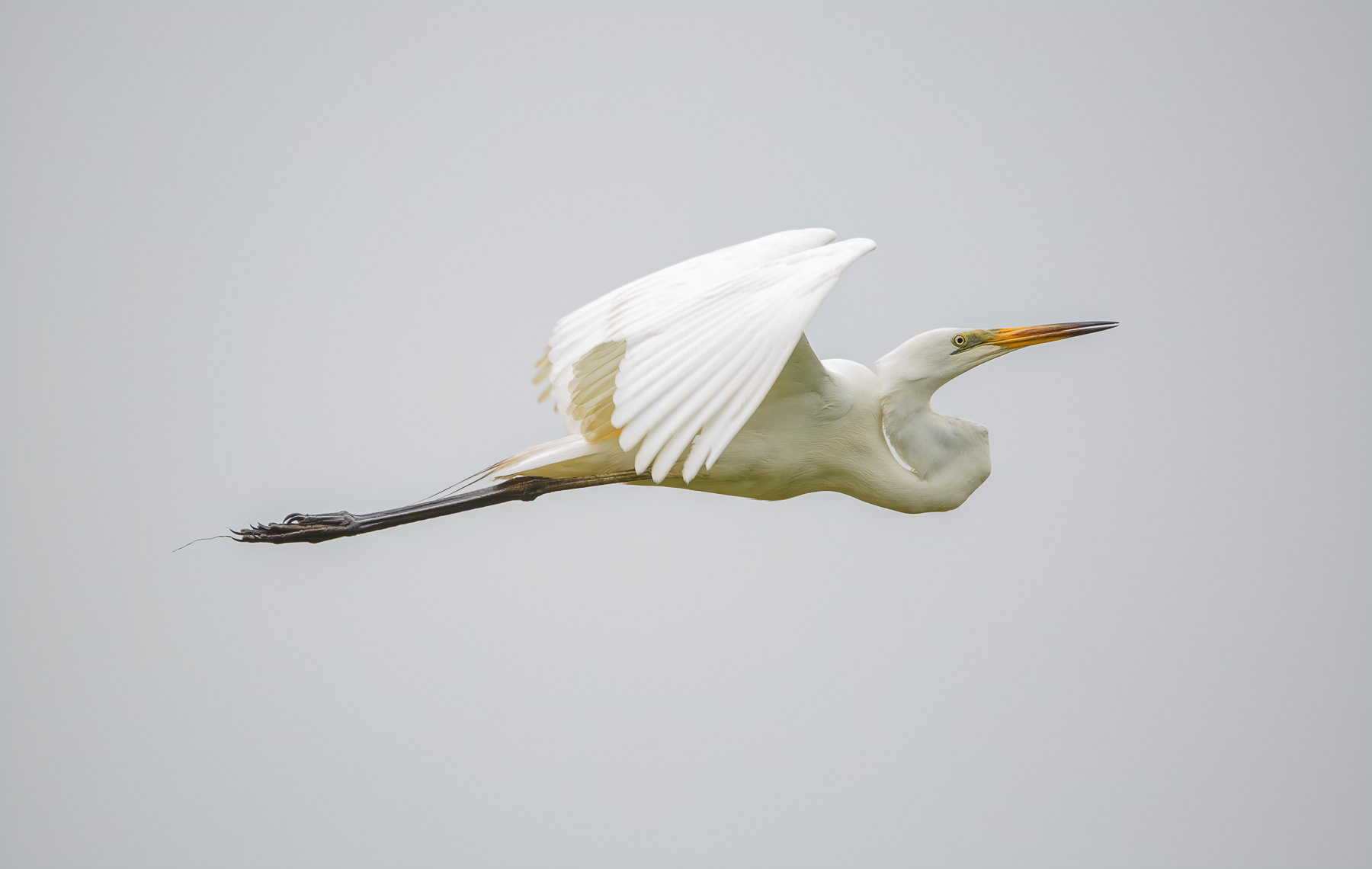 Great Egret (Image ID 45028)