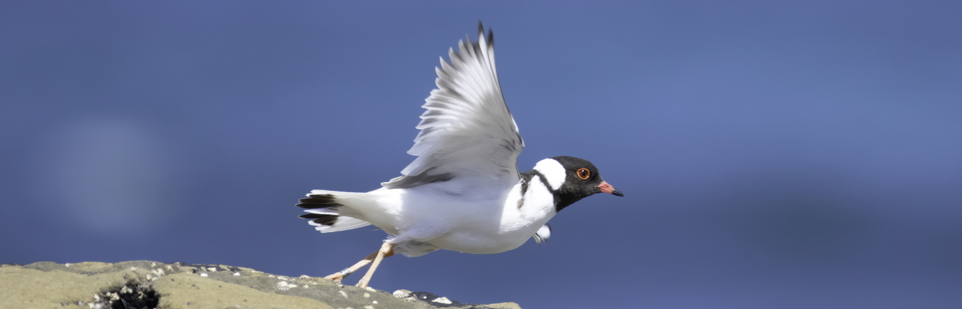 Hooded Plover (Image ID 44898)