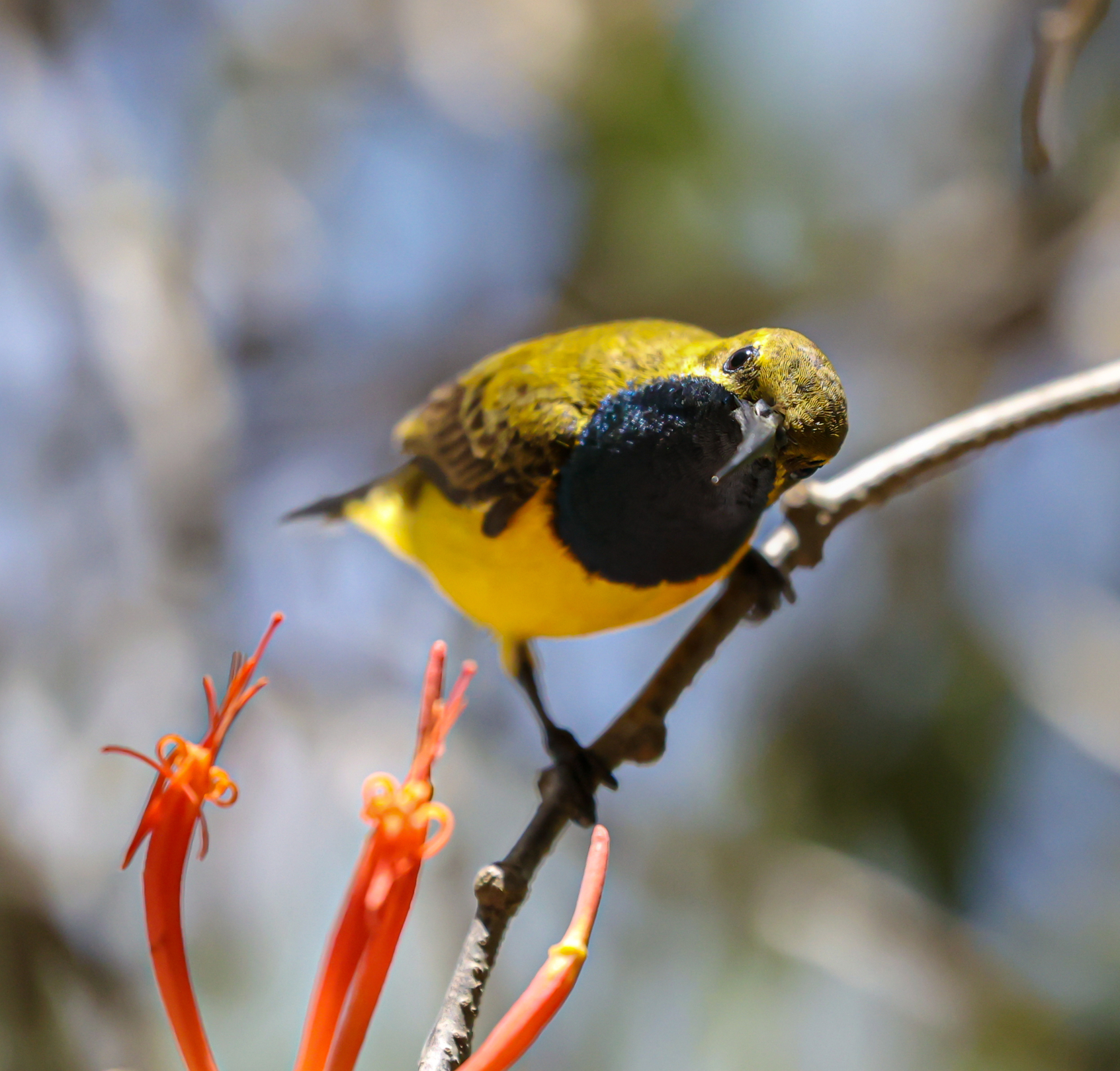 Olive-backed Sunbird (Image ID 44958)