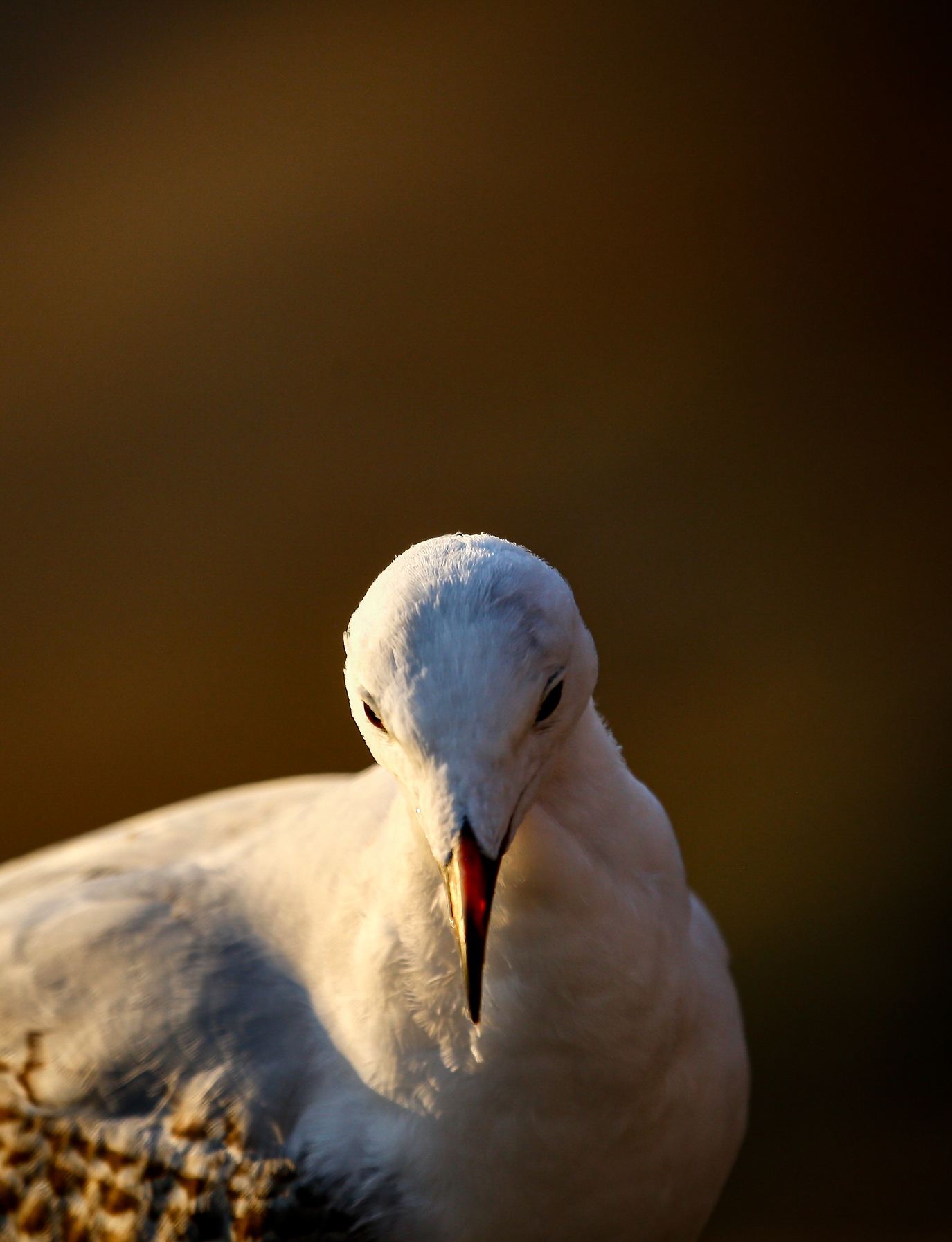 Silver Gull (Image ID 44948)