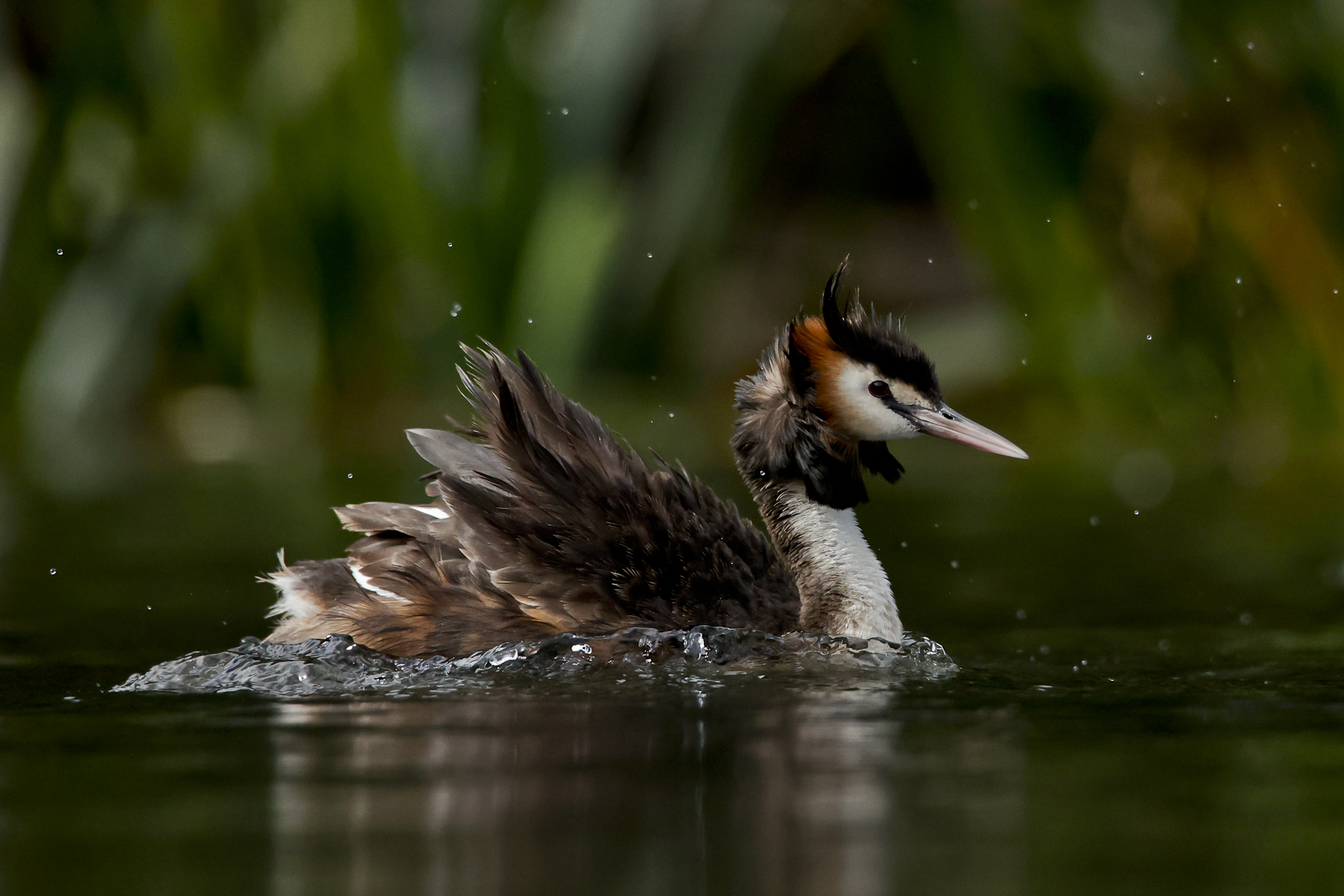 Great Crested Grebe (Image ID 44981)