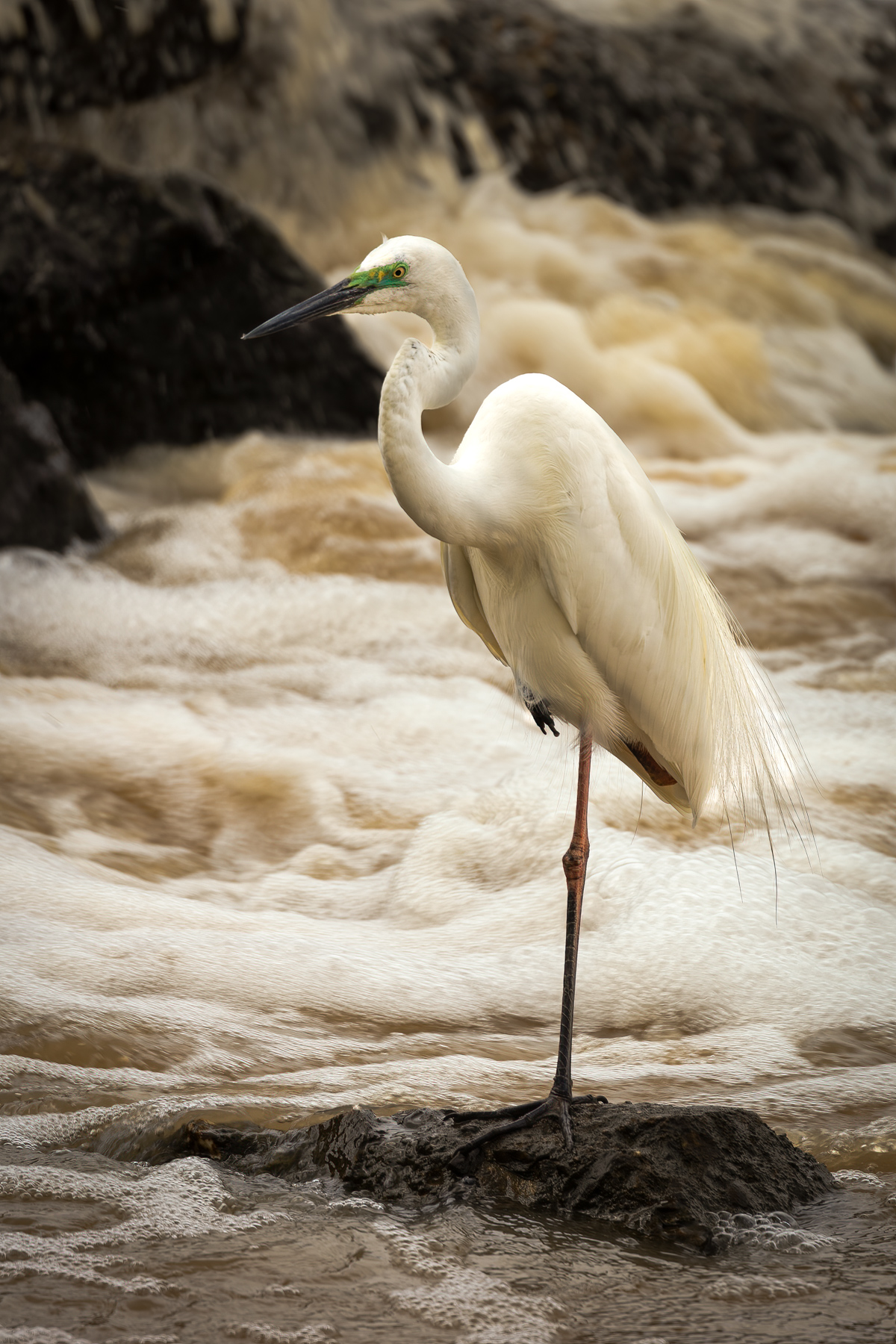 Great Egret (Image ID 44984)