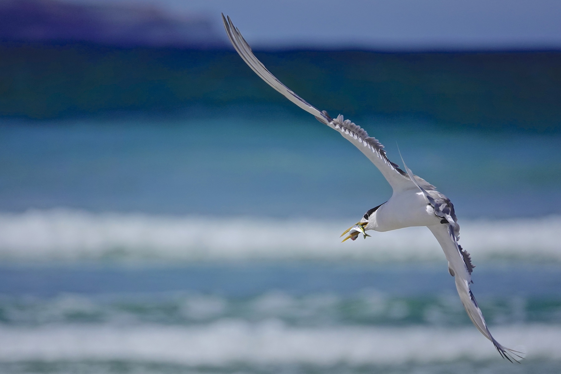 Greater Crested Tern (Image ID 45358)
