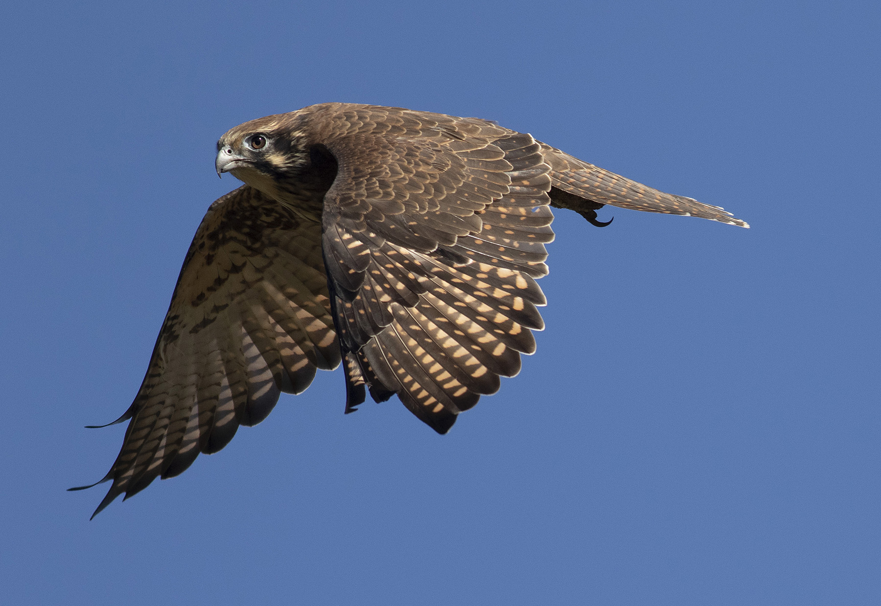 Brown Falcon (Image ID 45295)