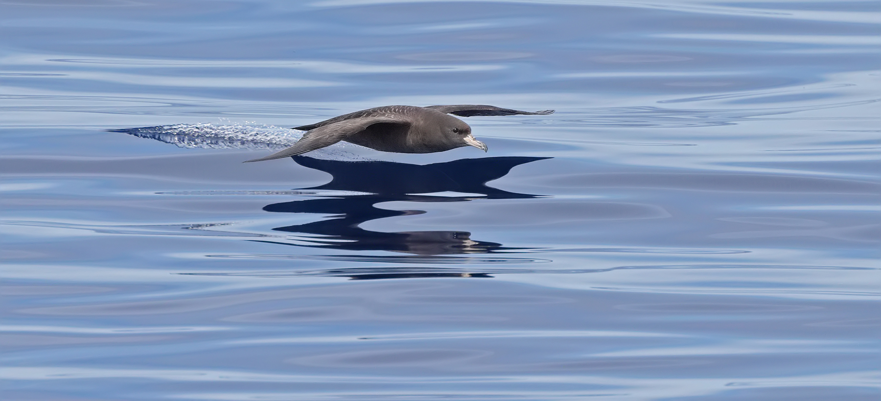 Flesh-footed Shearwater (Image ID 45497)