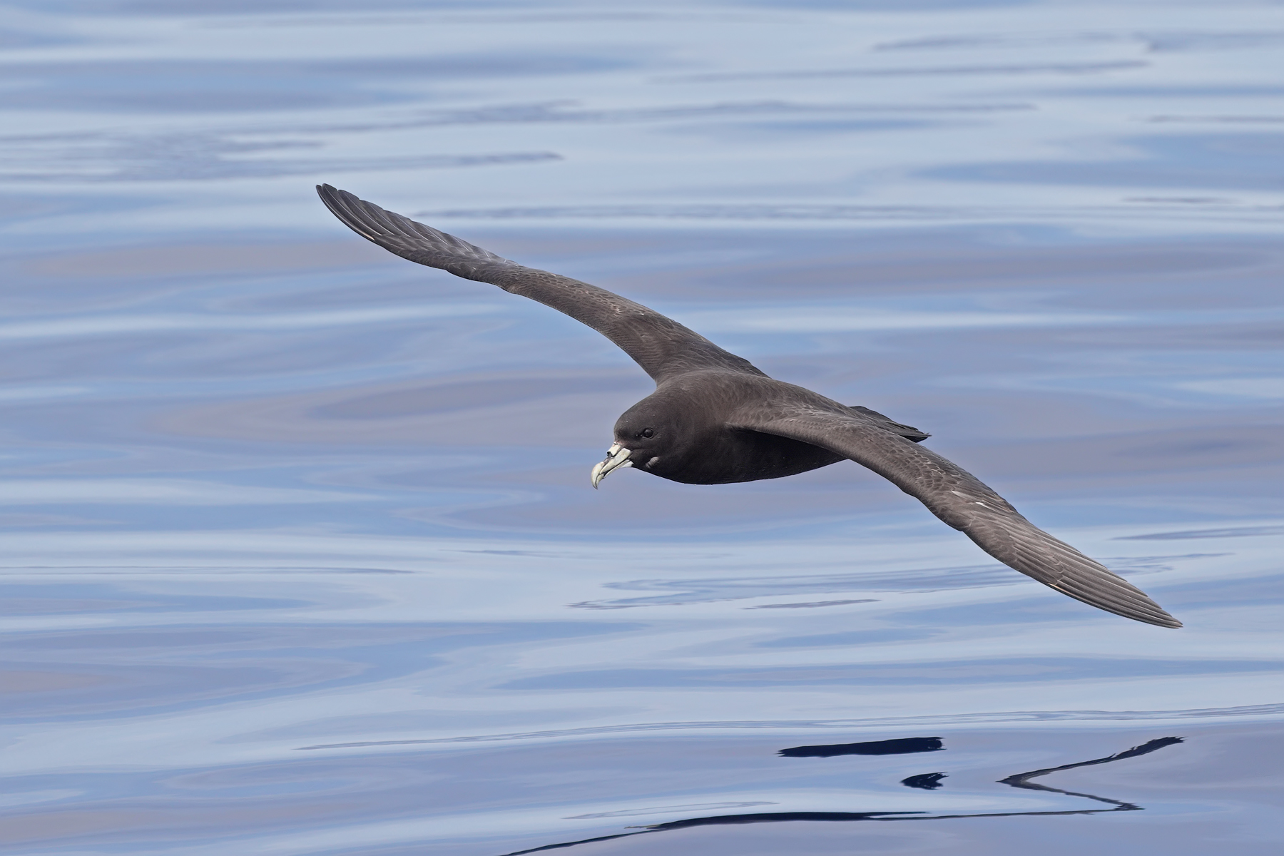 White-chinned Petrel (Image ID 45510)