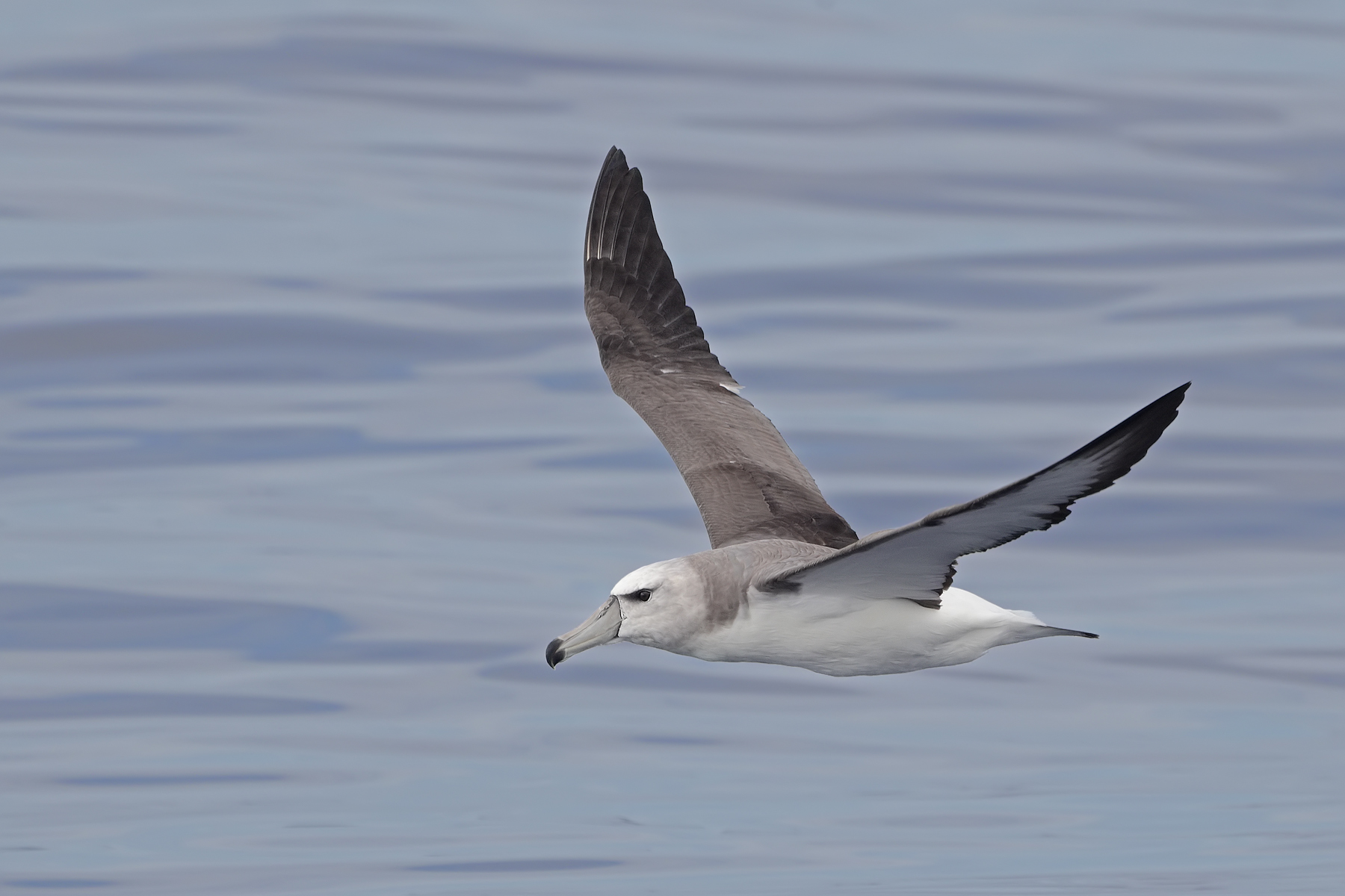 Shy Albatross (Image ID 45467)