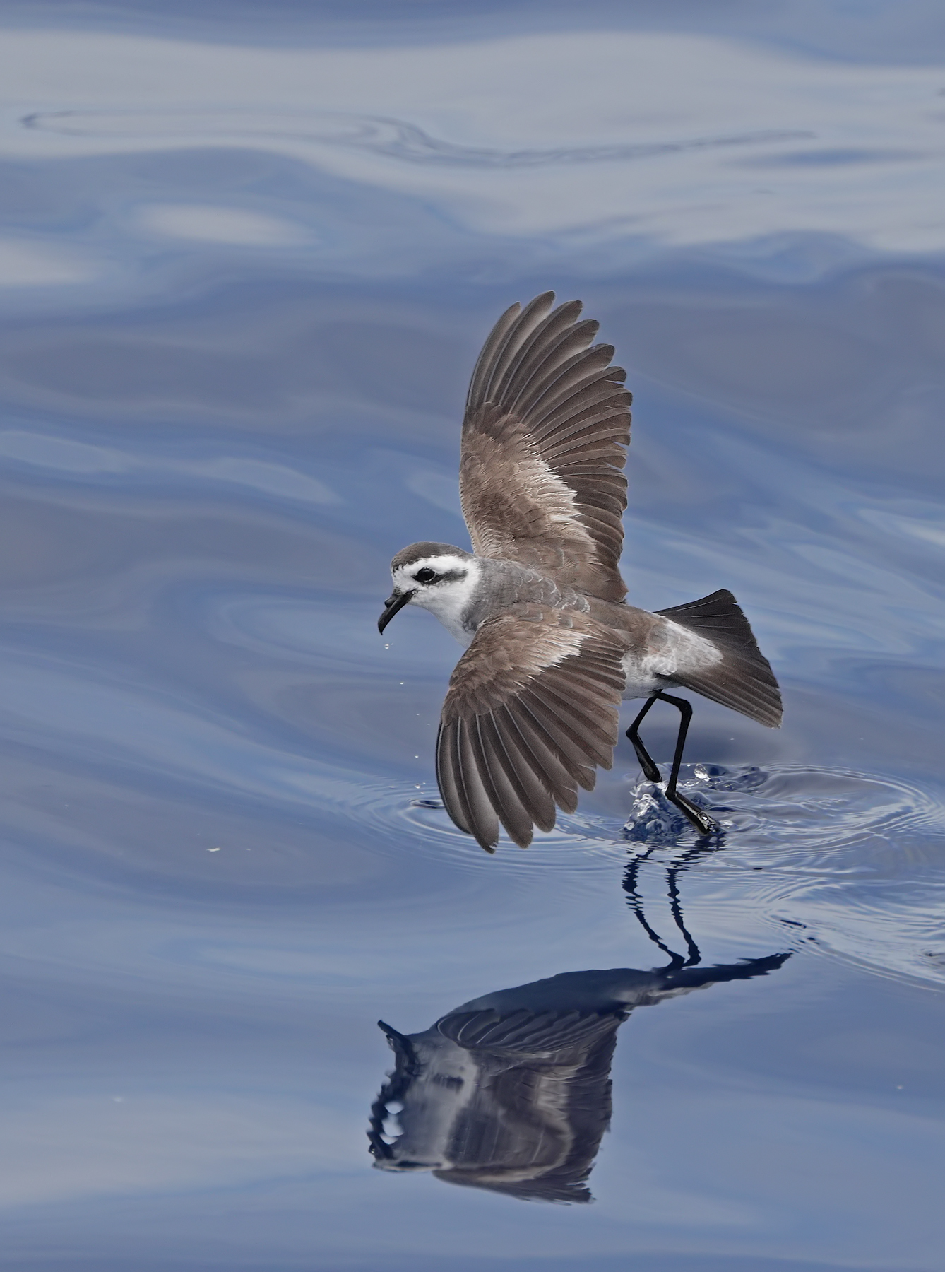 White-faced Storm-Petrel (Image ID 45429)
