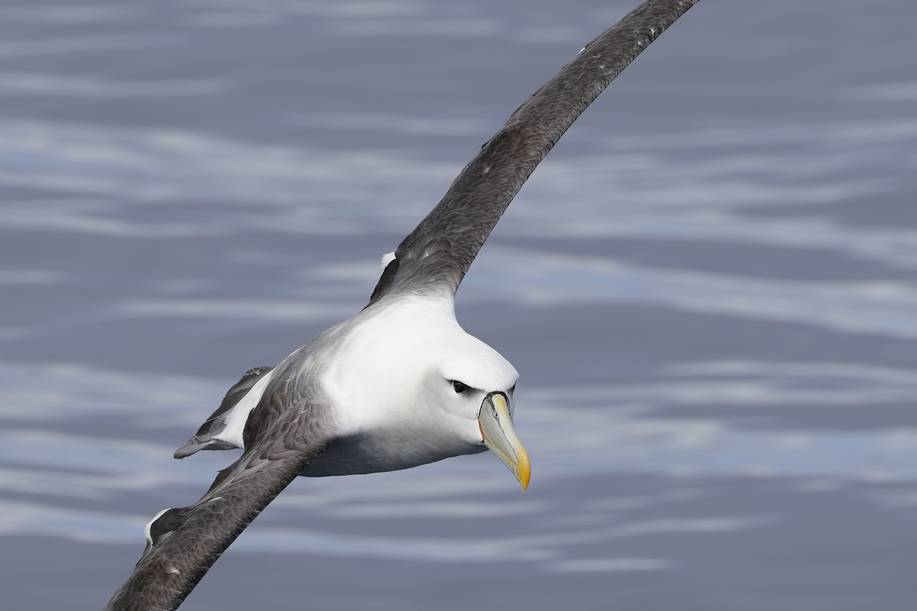 Shy Albatross (Image ID 45519)