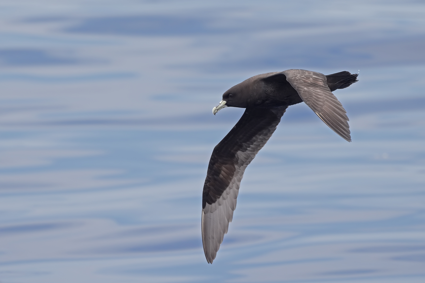 White-chinned Petrel (Image ID 45511)