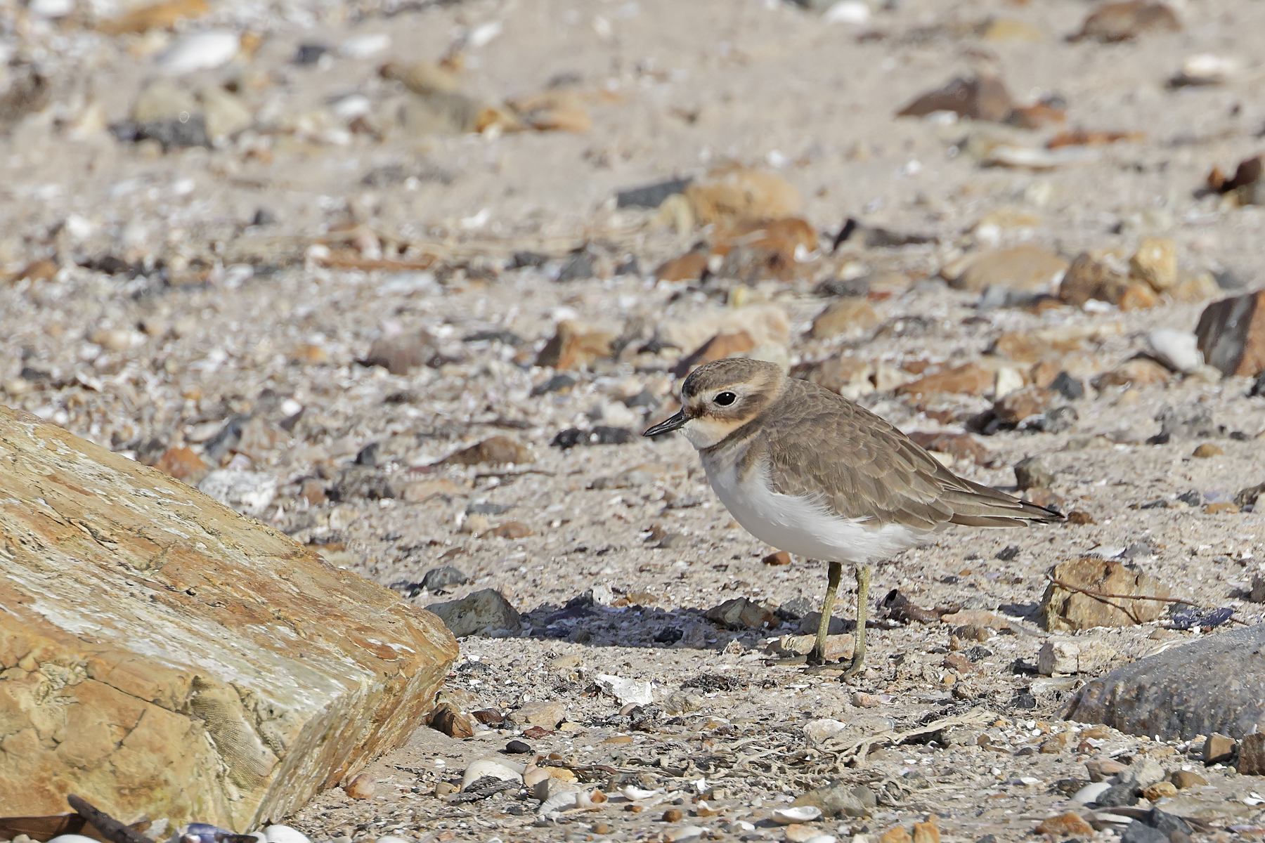 Double-banded Plover (Image ID 45441)