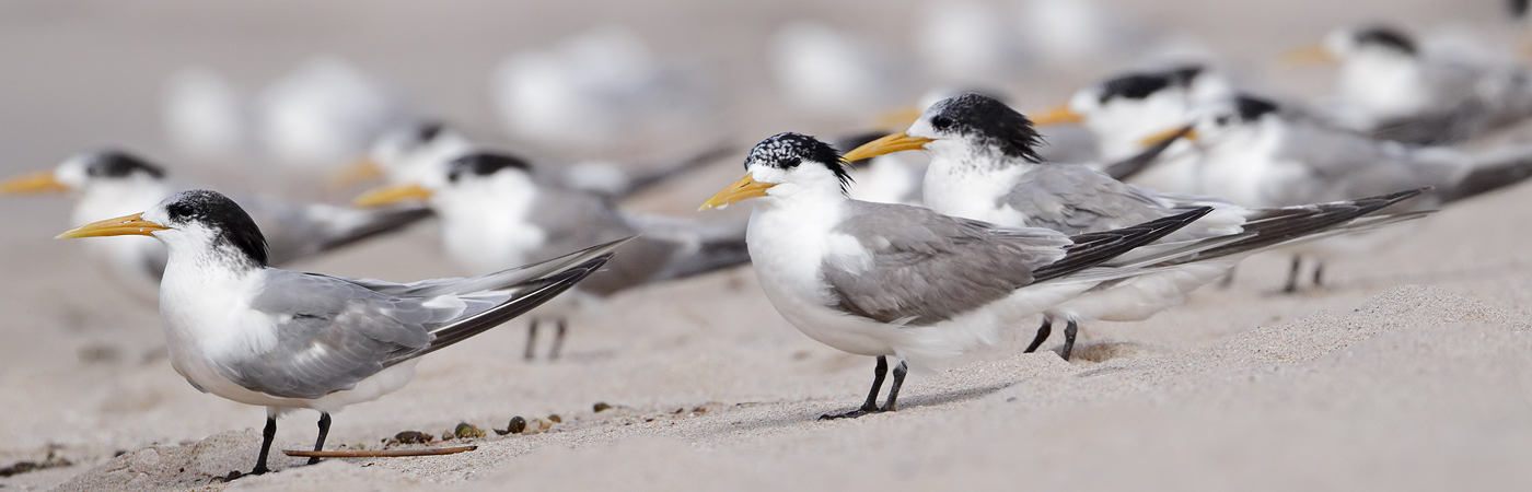 Greater Crested Tern (Image ID 45533)